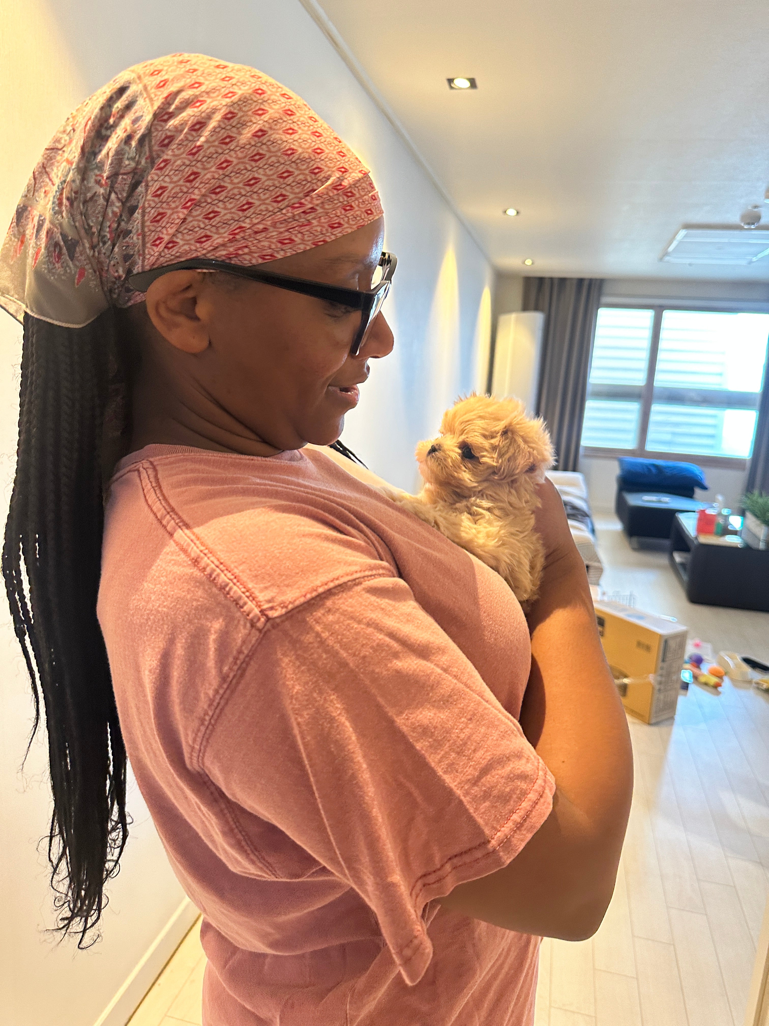 MALTIPOO, ALOHA TEACUP PUPPIES