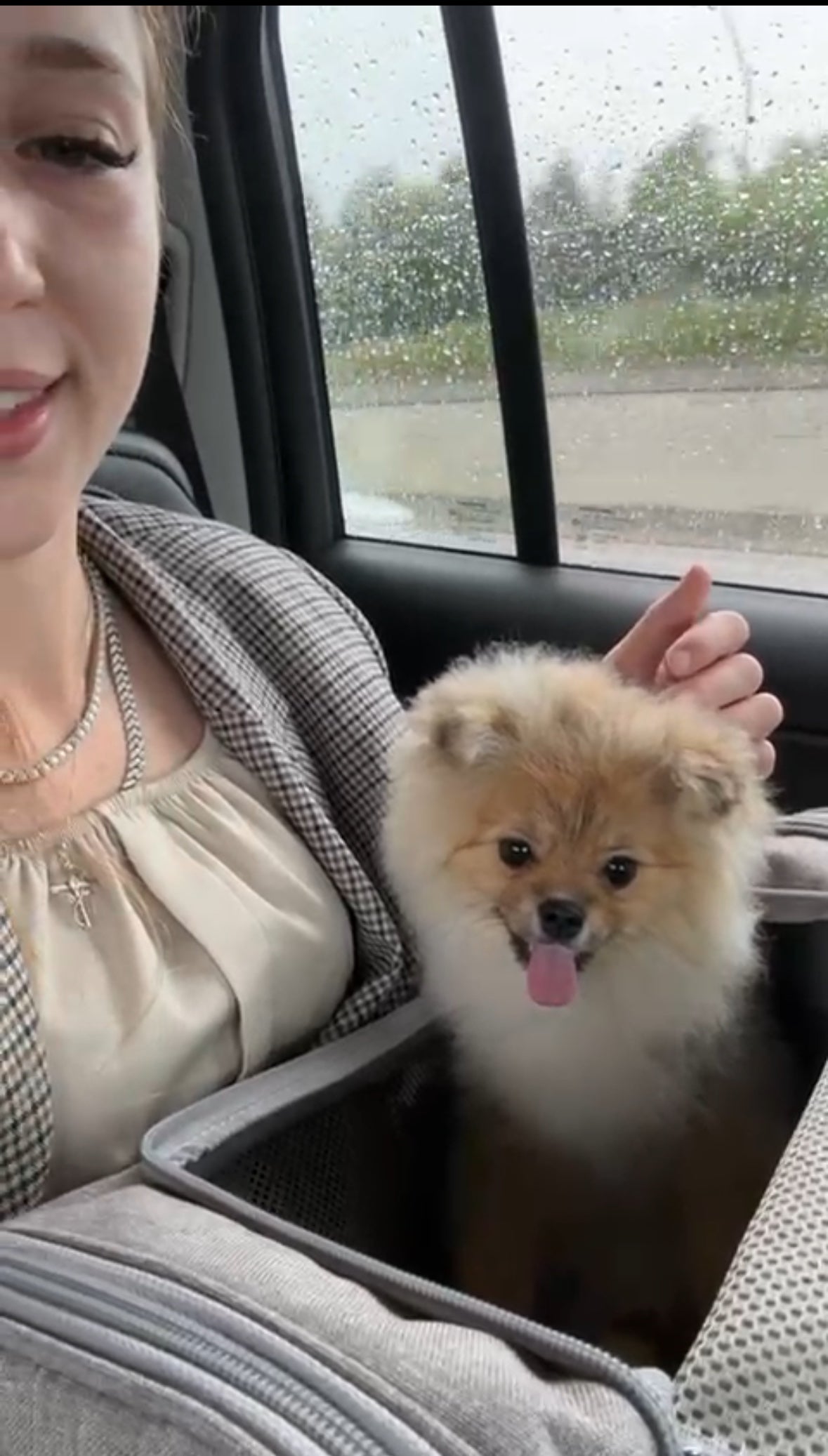 POMERANIAN, ALOHA TEACUP PUPPIES