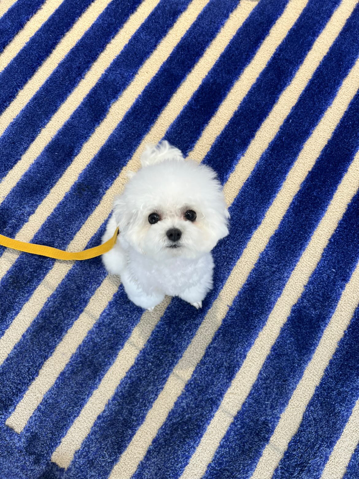 BICHONFRISE, ALOHA TEACUP PUPPIES