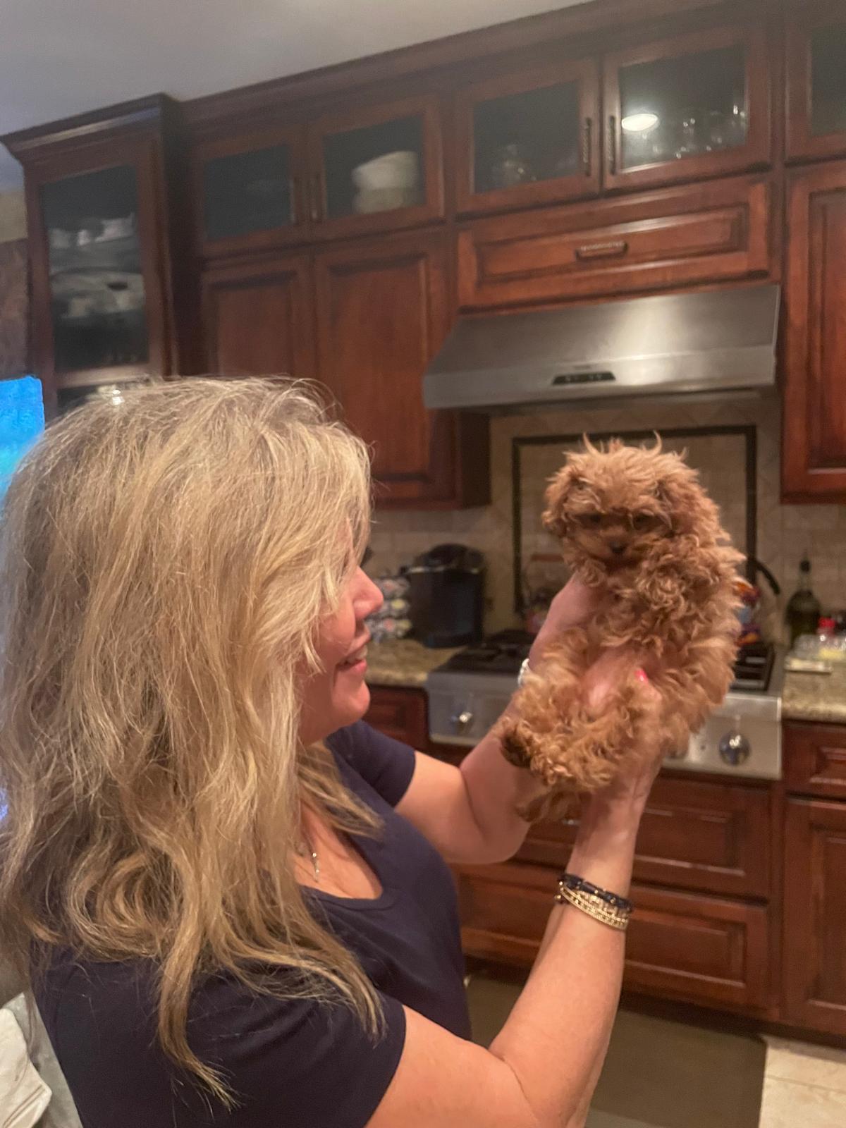 MALTIPOO, ALOHA TEACUP PUPPIES