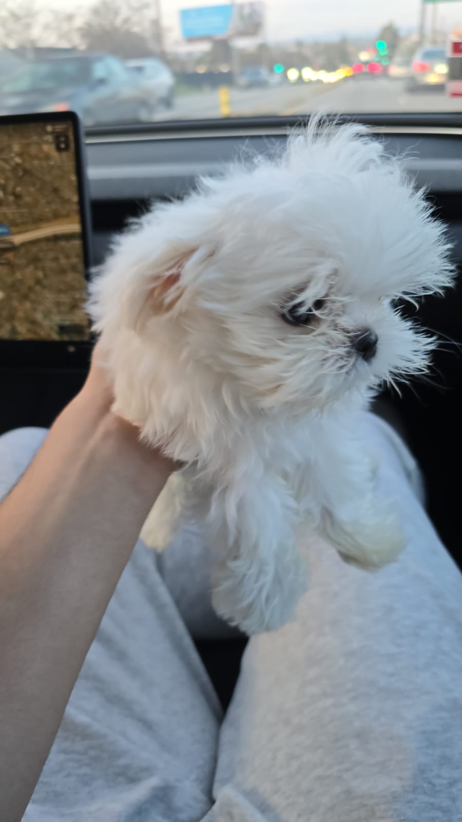 MALTESE, ALOHA TEACUP PUPPIES
