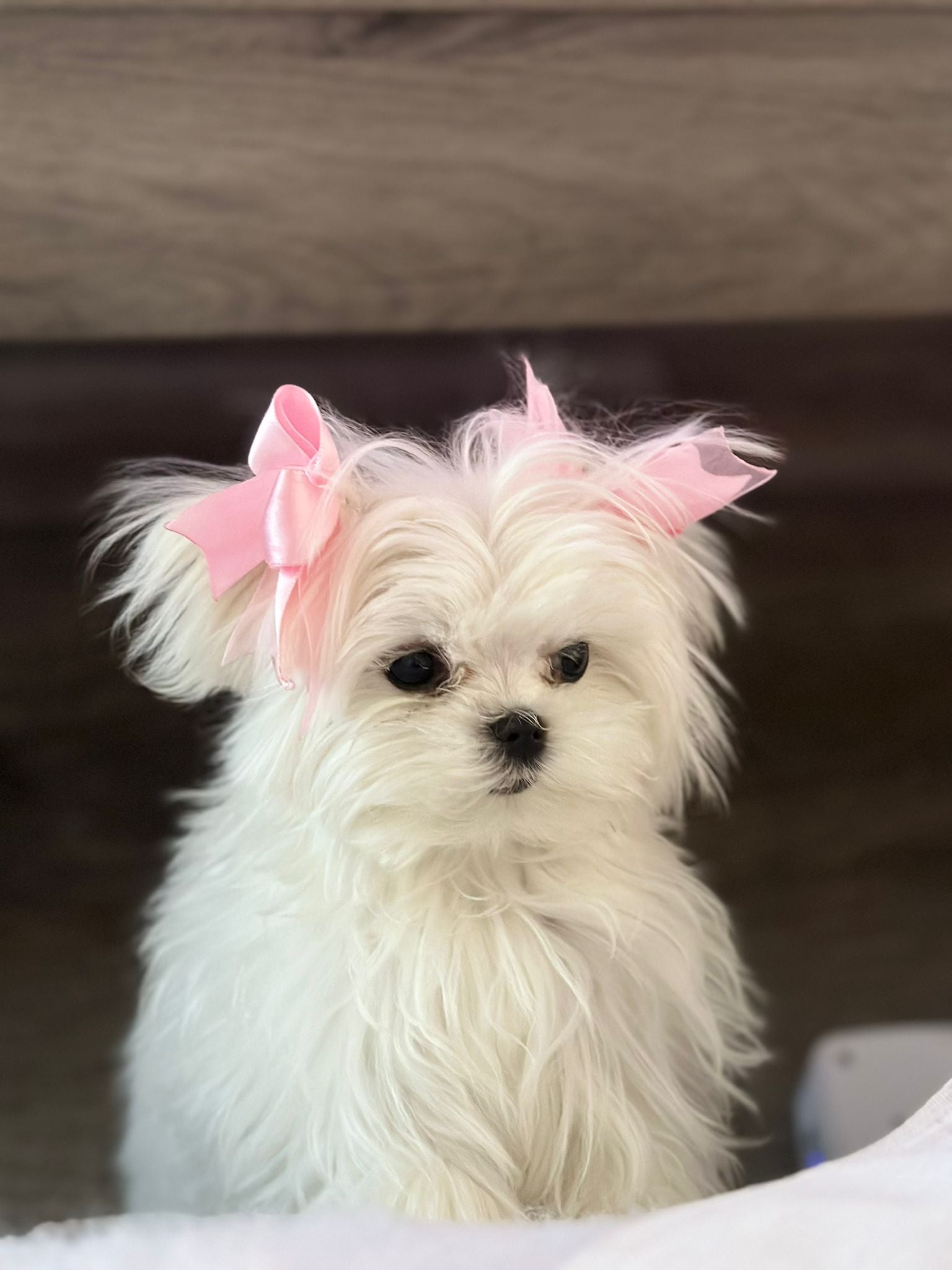 MALTESE, ALOHA TEACUP PUPPIES