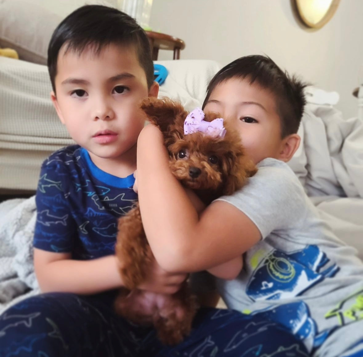 POODLE, ALOHA TEACUP PUPPIES