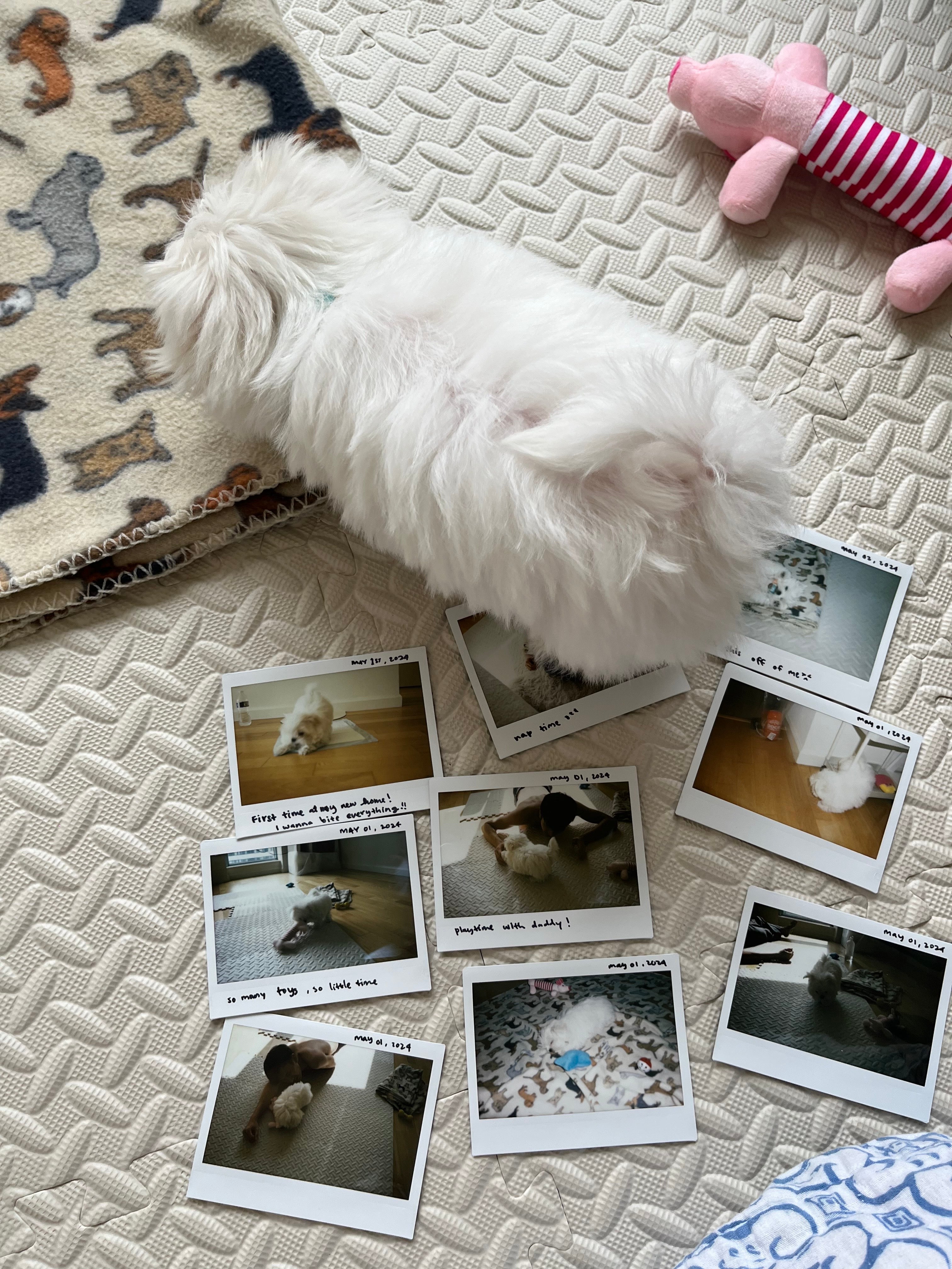 MALTESE, ALOHA TEACUP PUPPIES