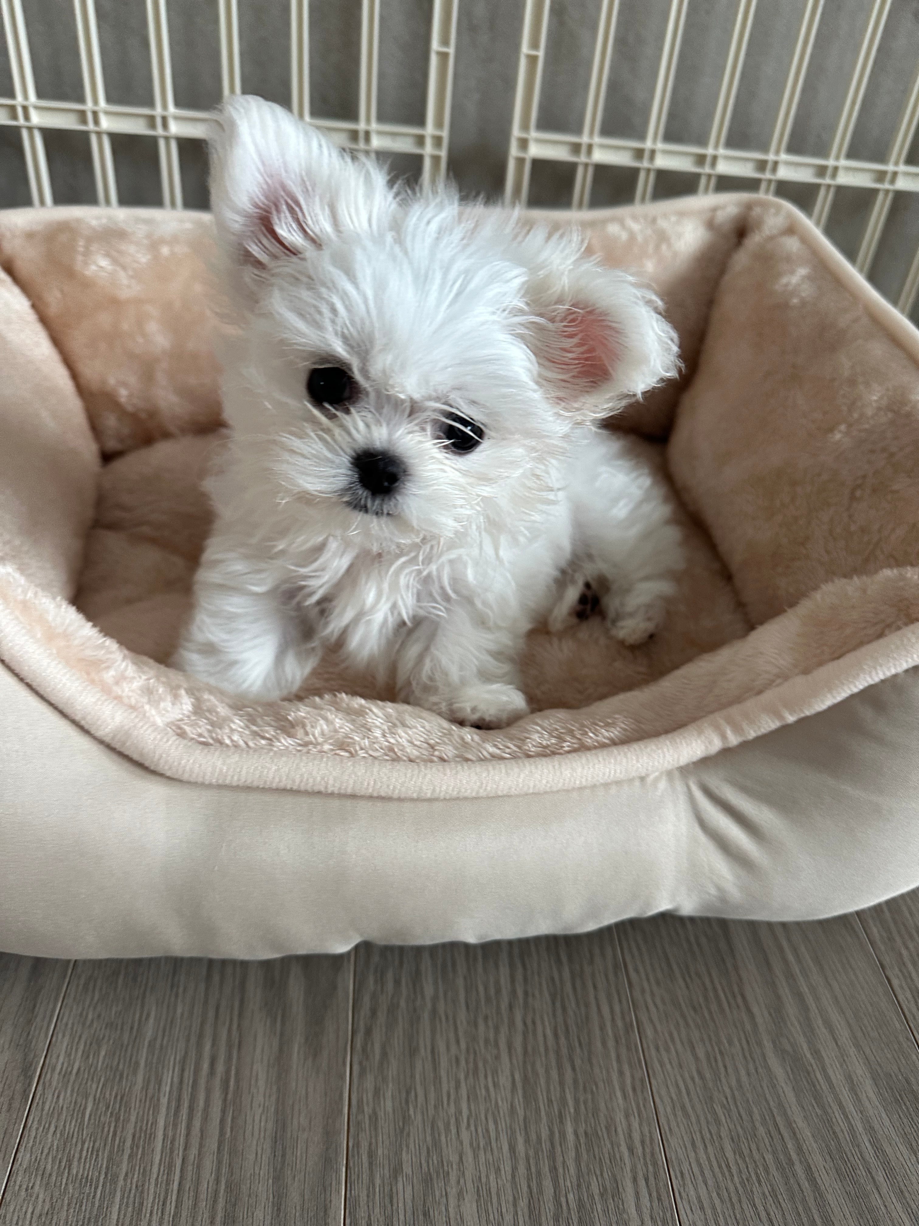 MALTESE, ALOHA TEACUP PUPPIES