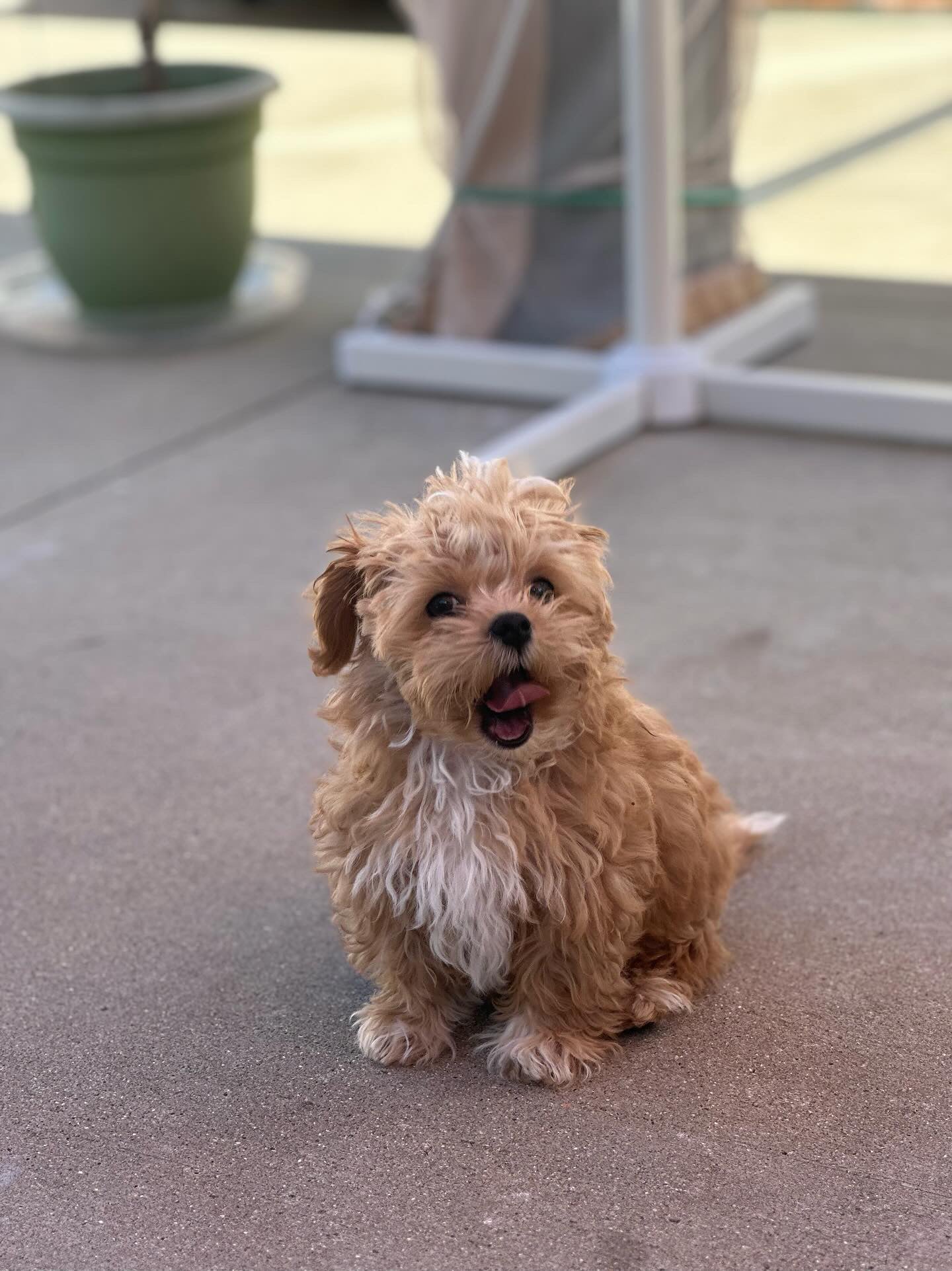 MALTIPOO, ALOHA TEACUP PUPPIES