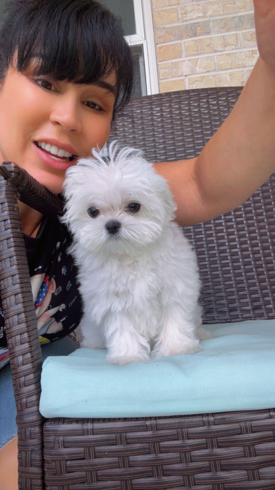MALTESE, ALOHA TEACUP PUPPIES
