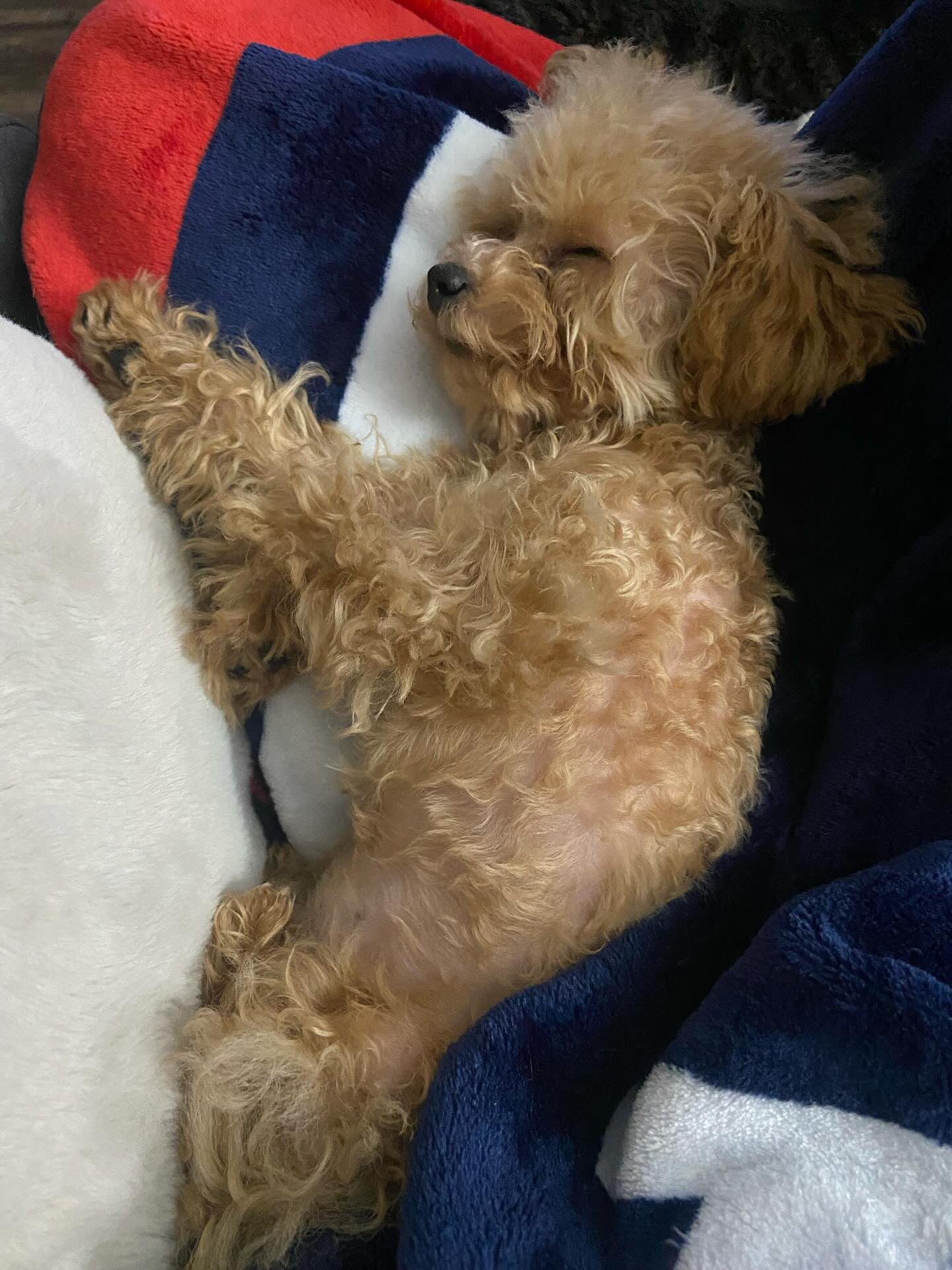 POODLE, ALOHA TEACUP PUPPIES