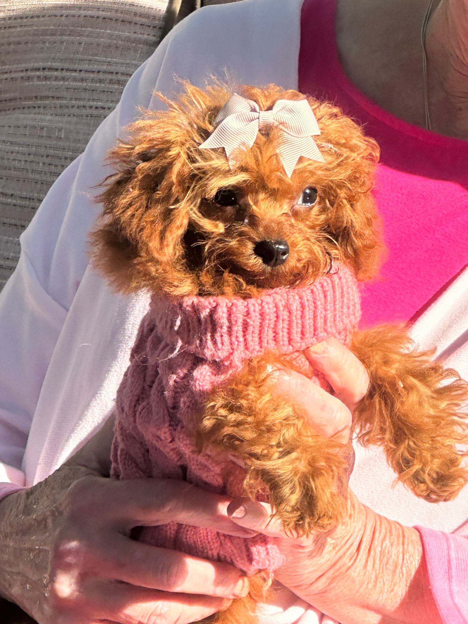 POODLE, ALOHA TEACUP PUPPIES