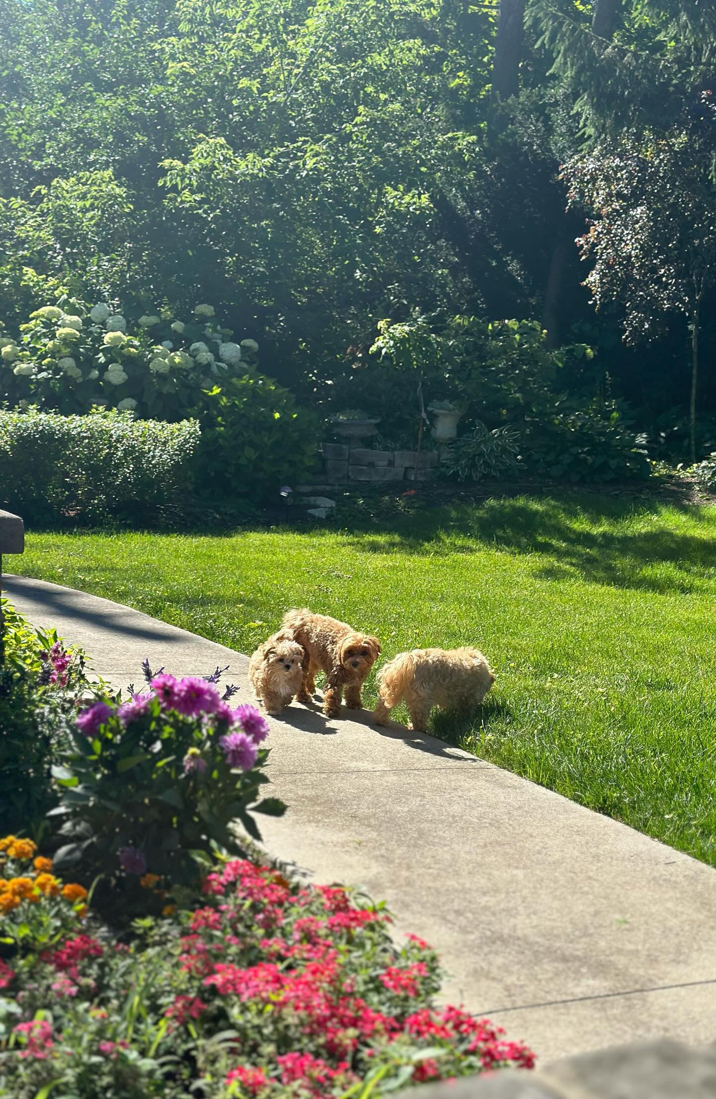 MALTIPOO, ALOHA TEACUP PUPPIES