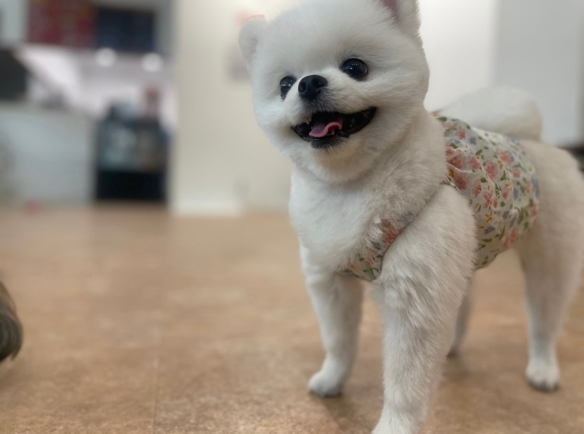 POMERANIAN, ALOHA TEACUP PUPPIES