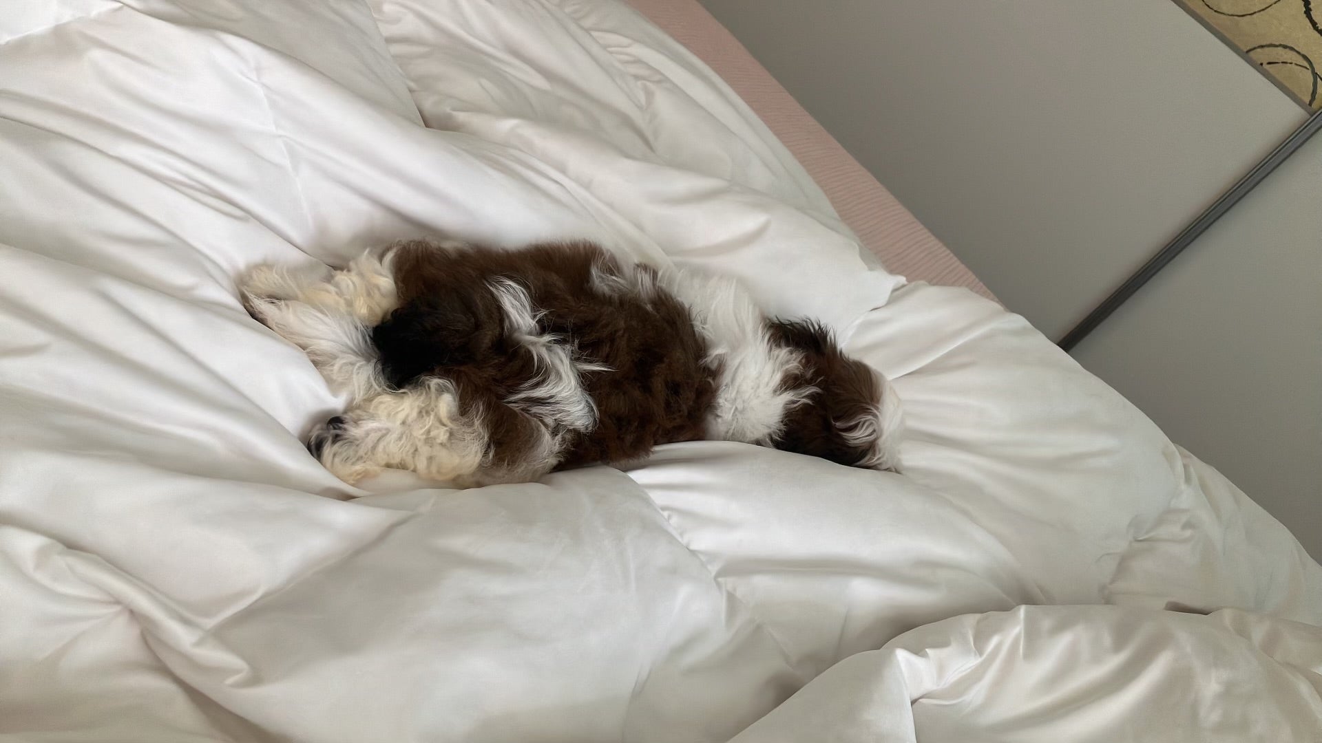 SHIHTZU, ALOHA TEACUP PUPPIES