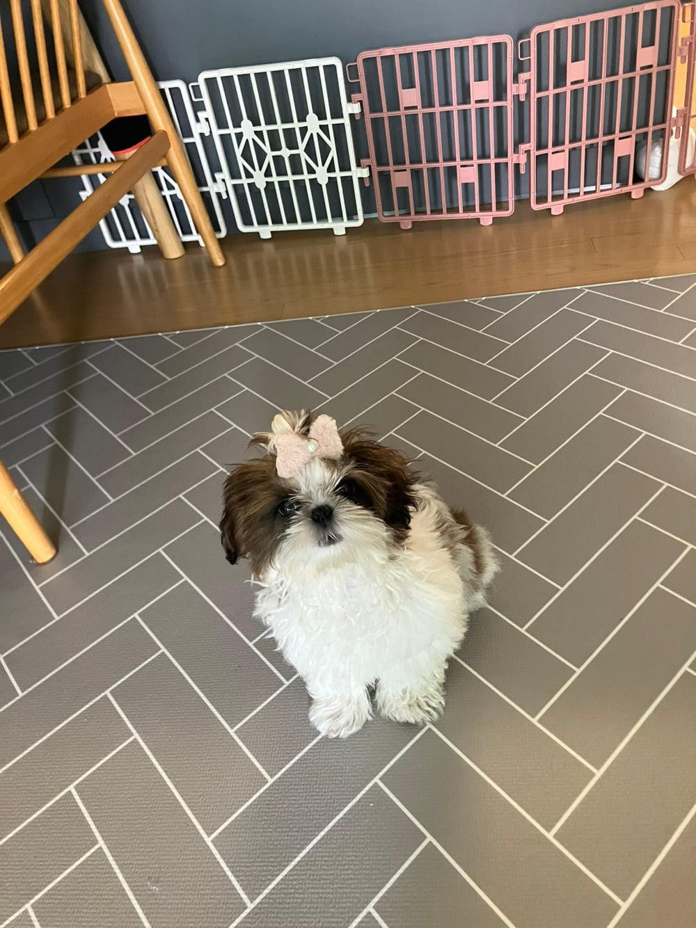 Shih tzu, ALOHA TEACUP PUPPIES