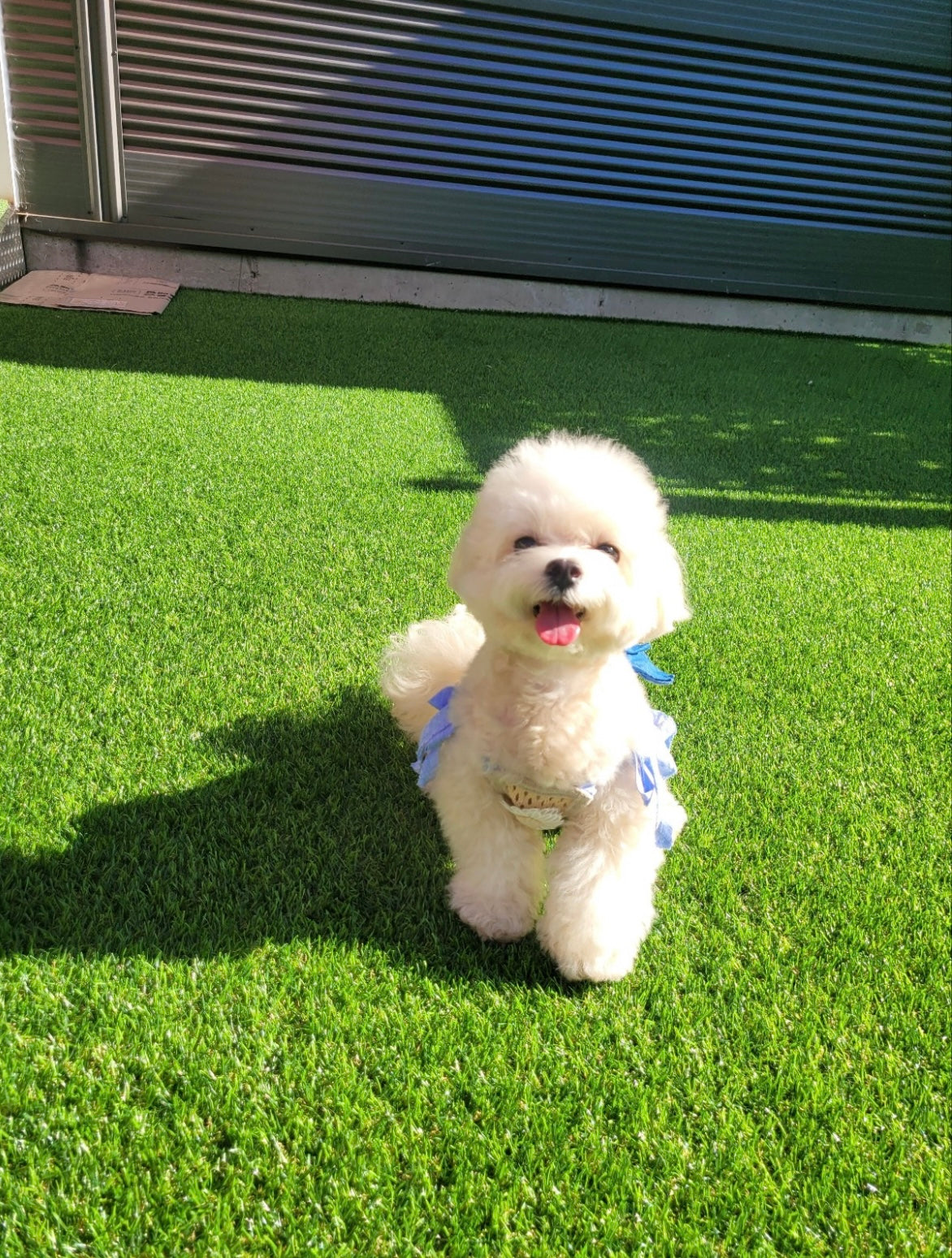 MALTIPOO, ALOHA TEACUP PUPPIES
