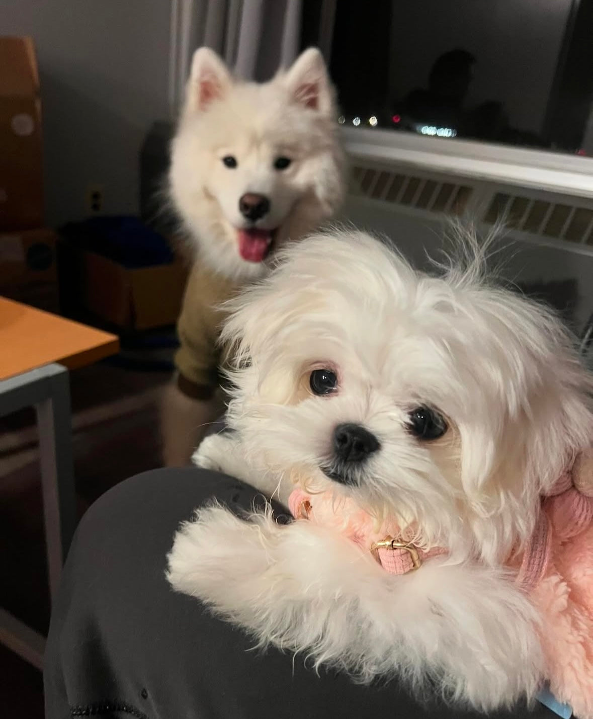 MALTESE, ALOHA TEACUP PUPPIES