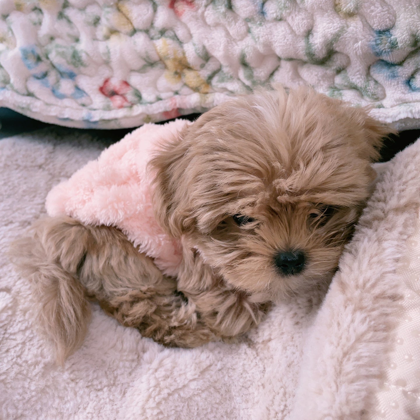 MALTIPOO, ALOHA TEACUP PUPPIES
