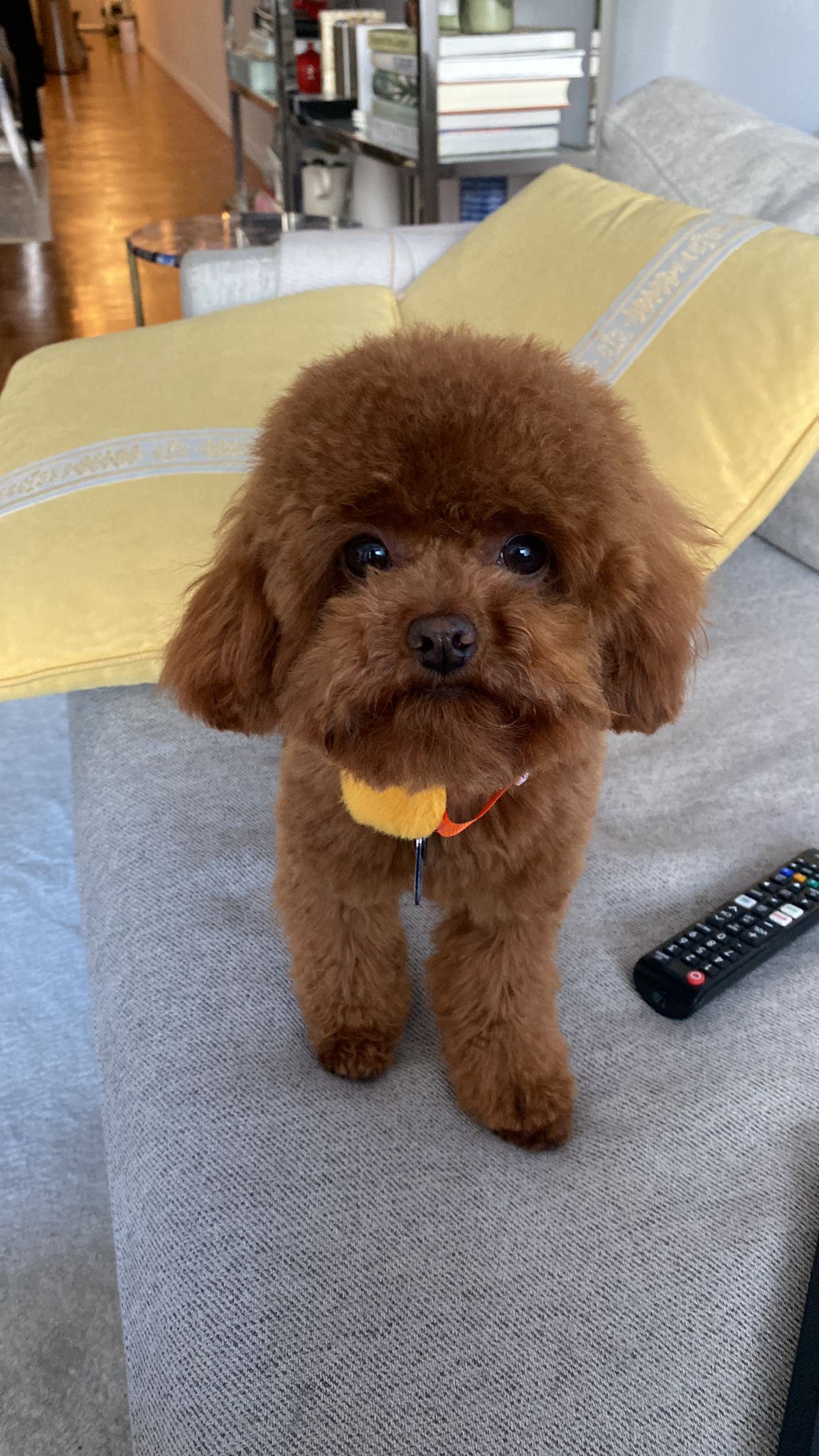 POODLE, ALOHA TEACUP PUPPIES