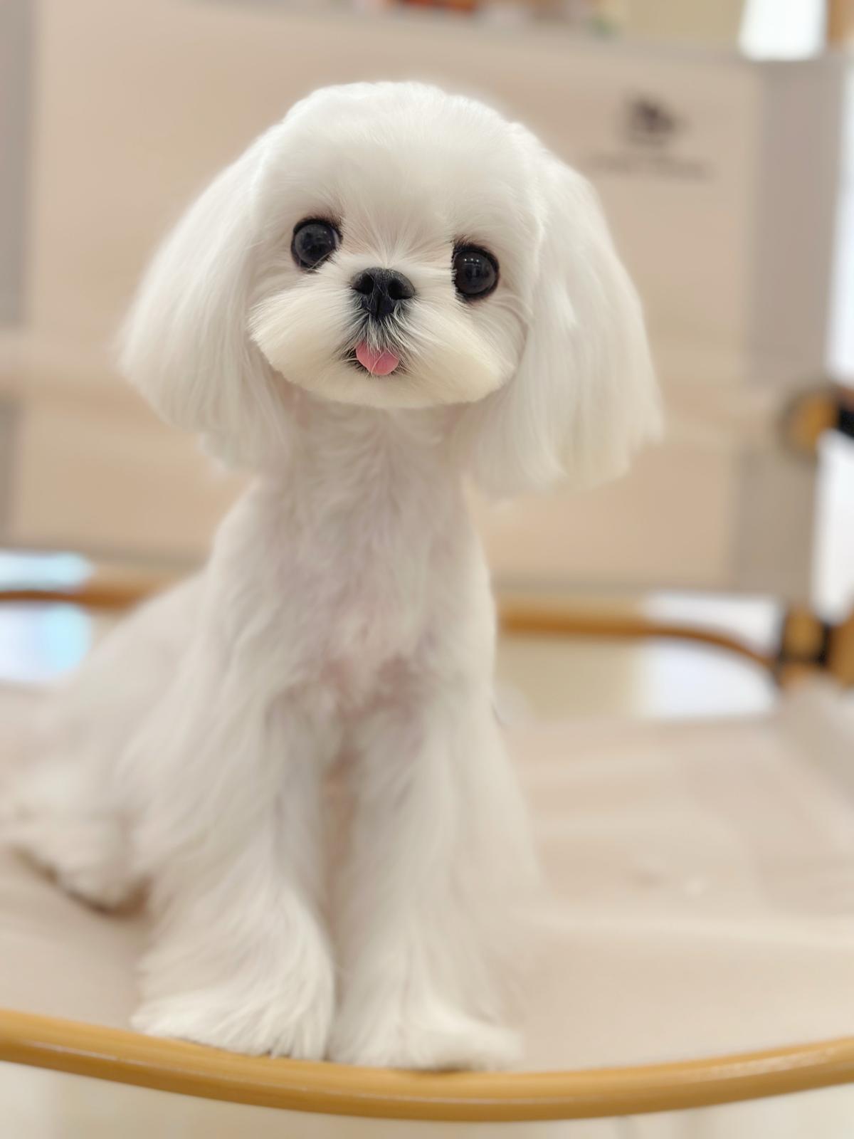 MALTESE, ALOHA TEACUP PUPPIES