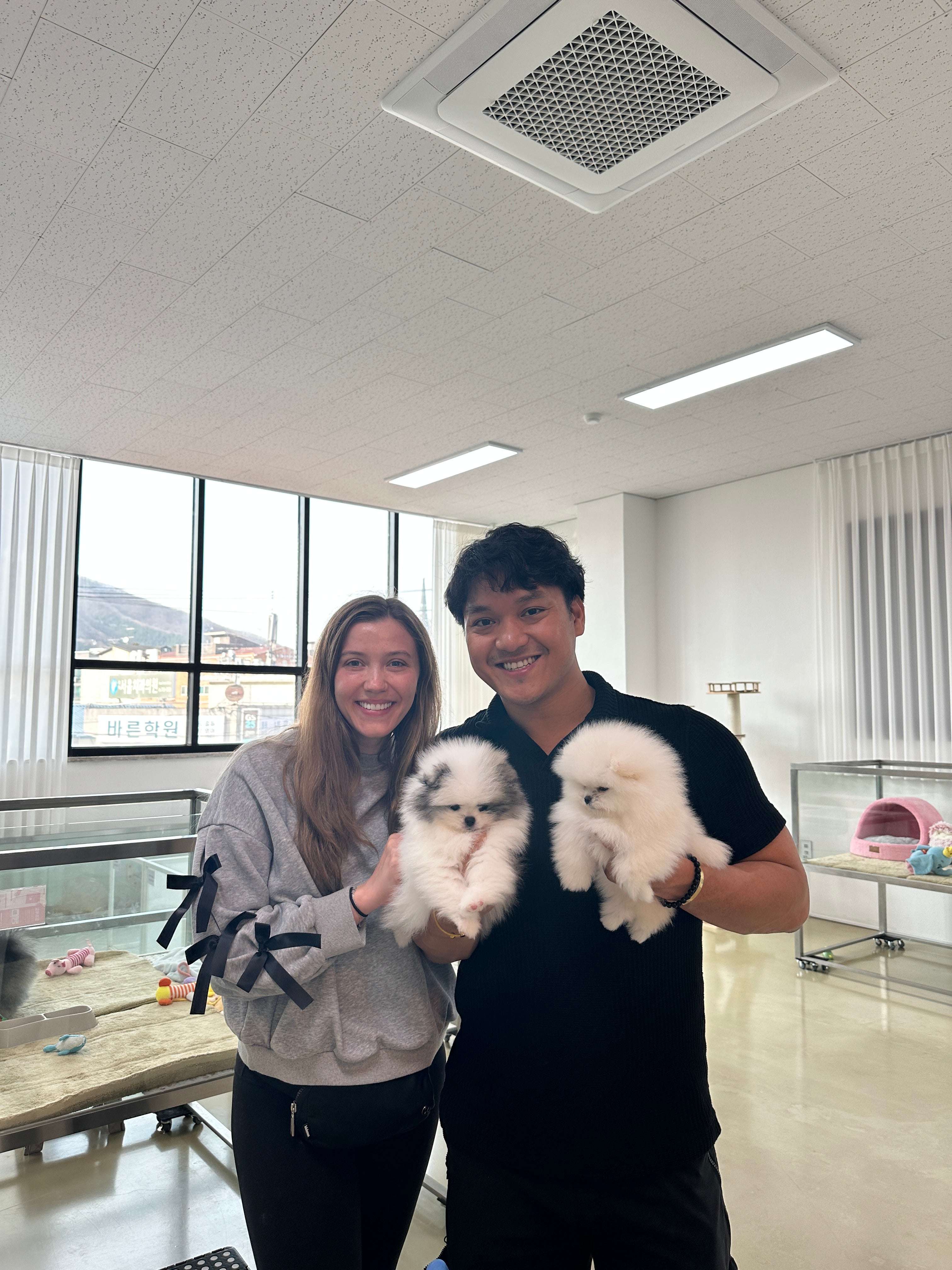 POMERANIAN, ALOHA TEACUP PUPPIES