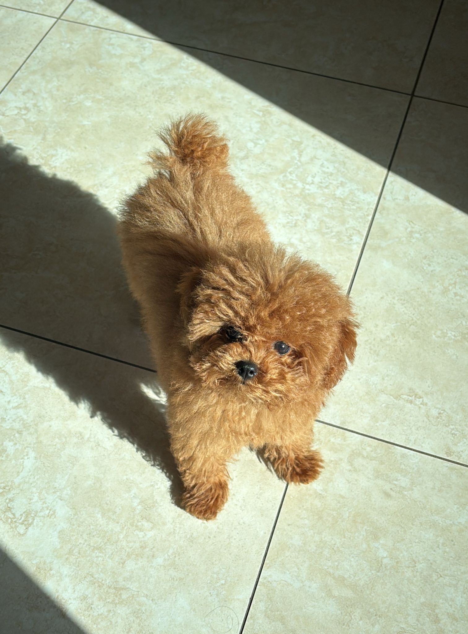 POODLE, ALOHA TEACUP PUPPIES
