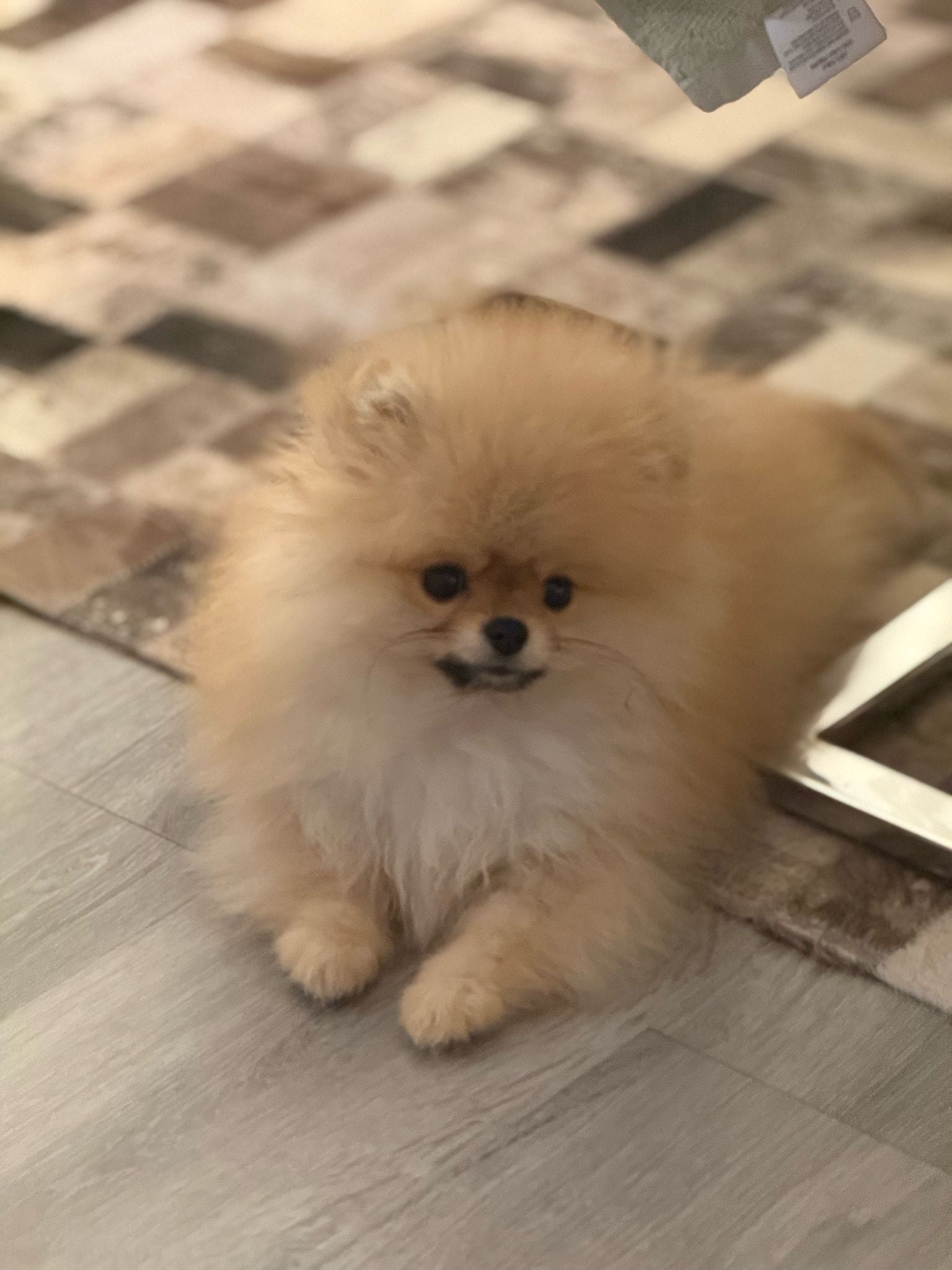 POMERANIAN, ALOHA TEACUP PUPPIES