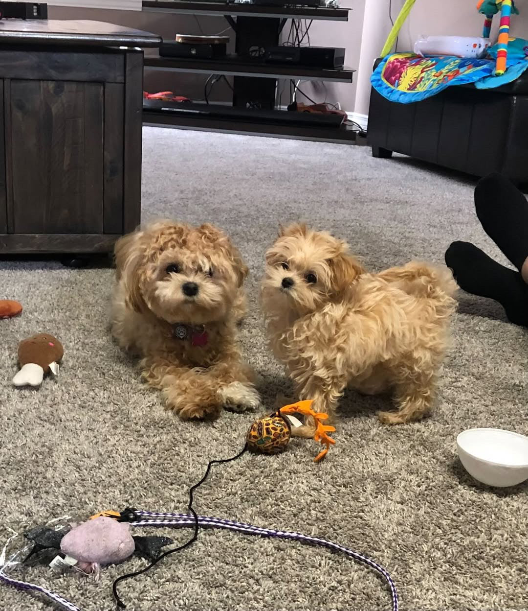 MALTIPOO, ALOHA TEACUP PUPPIES