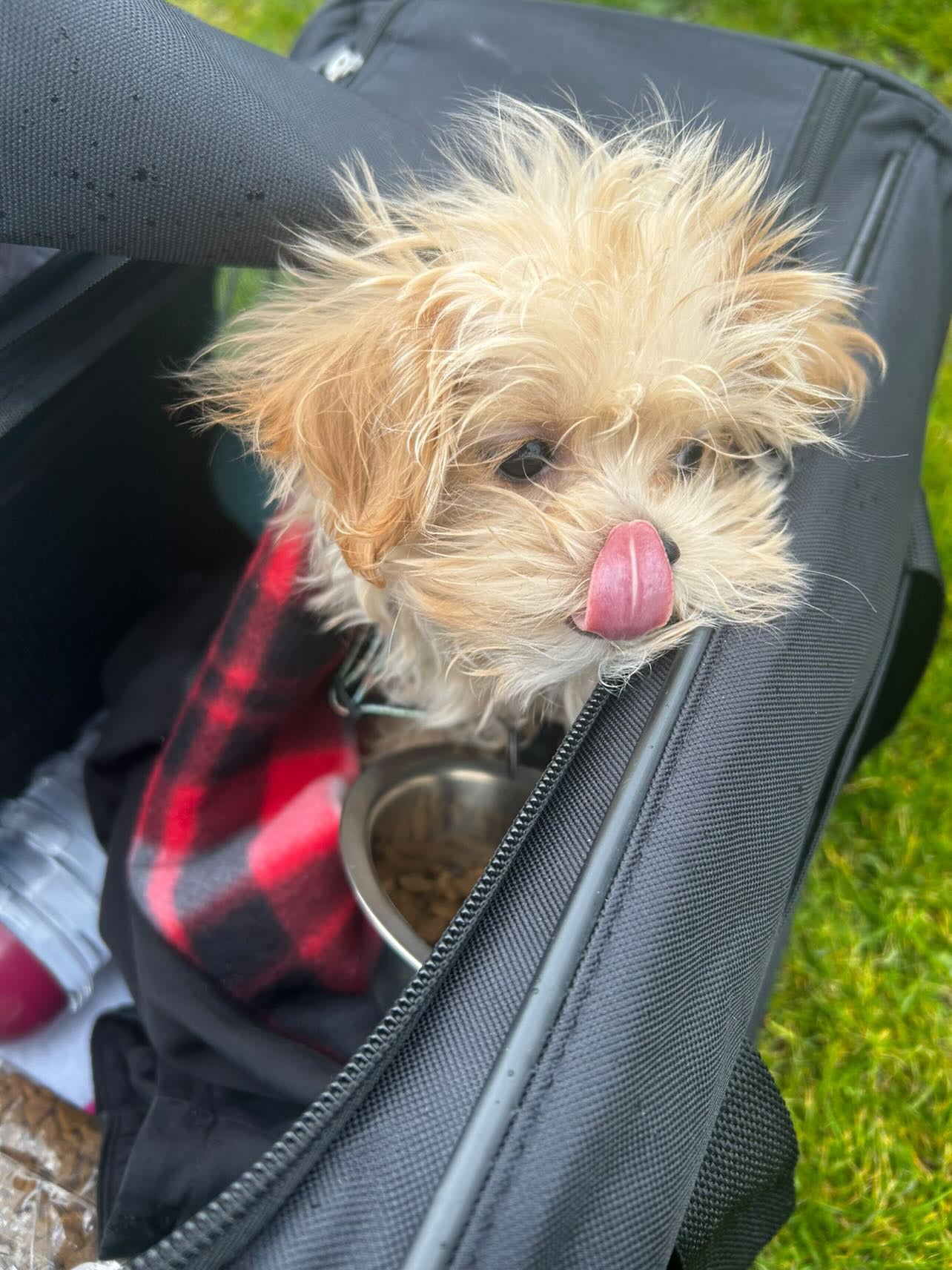 MALTIPOO, ALOHA TEACUP PUPPIES