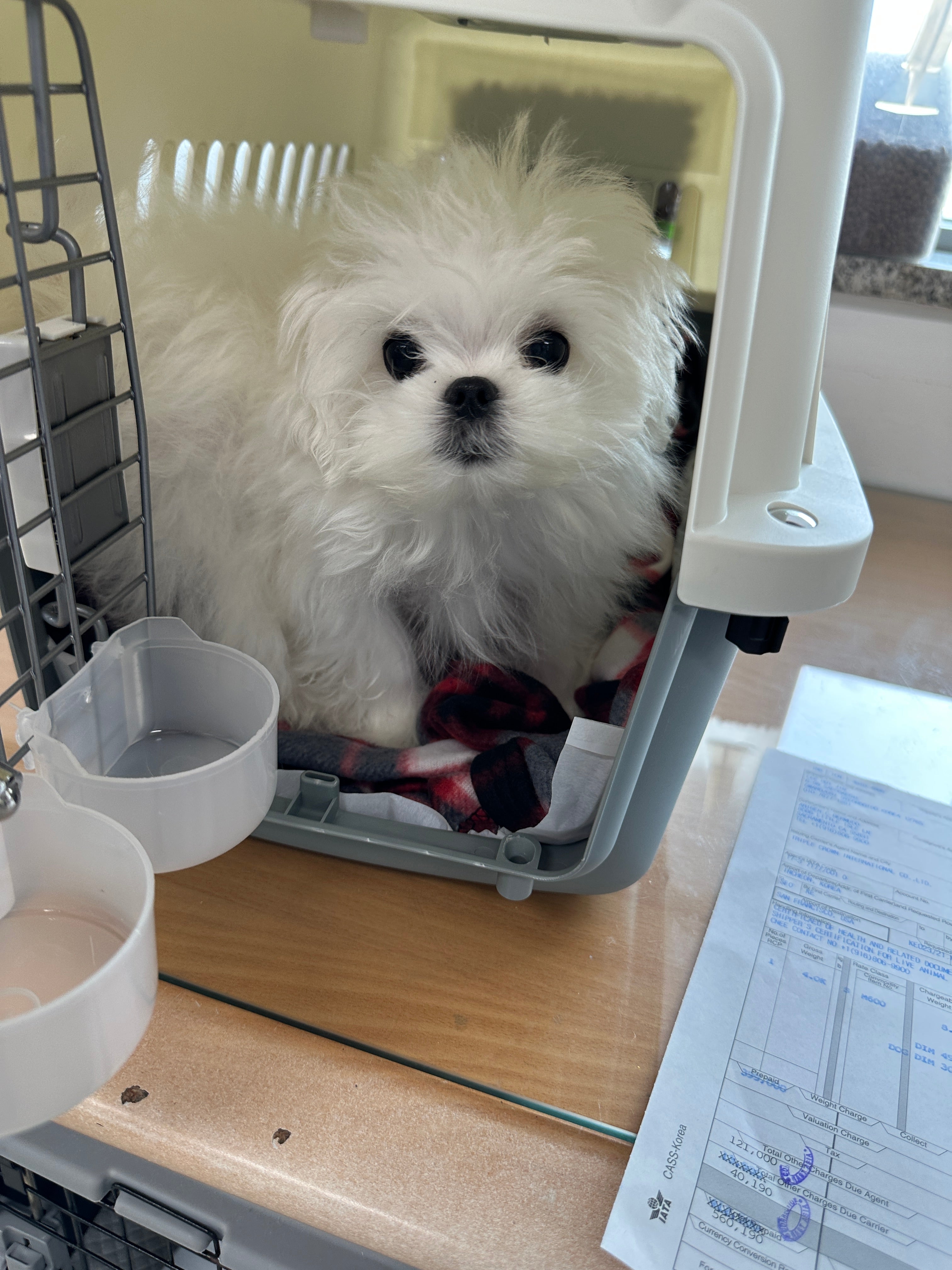 MALTESE, ALOHA TEACUP PUPPIES