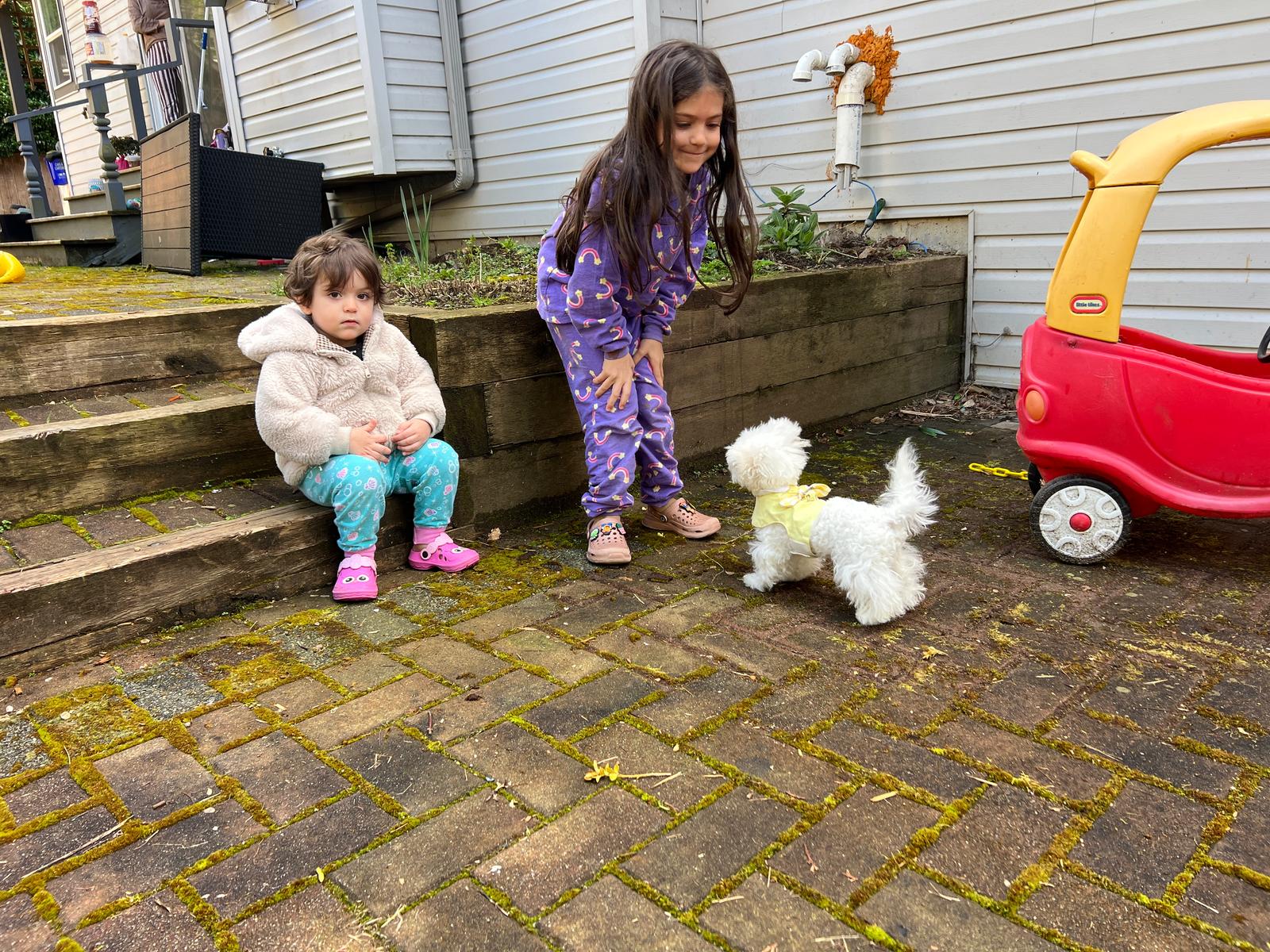 MINI BICHON, ALOHA TEACUP PUPPIES