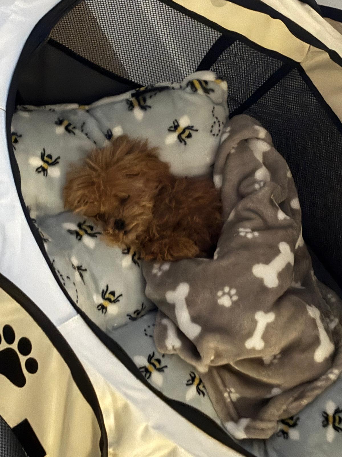 POODLE, ALOHA TEACUP PUPPIES