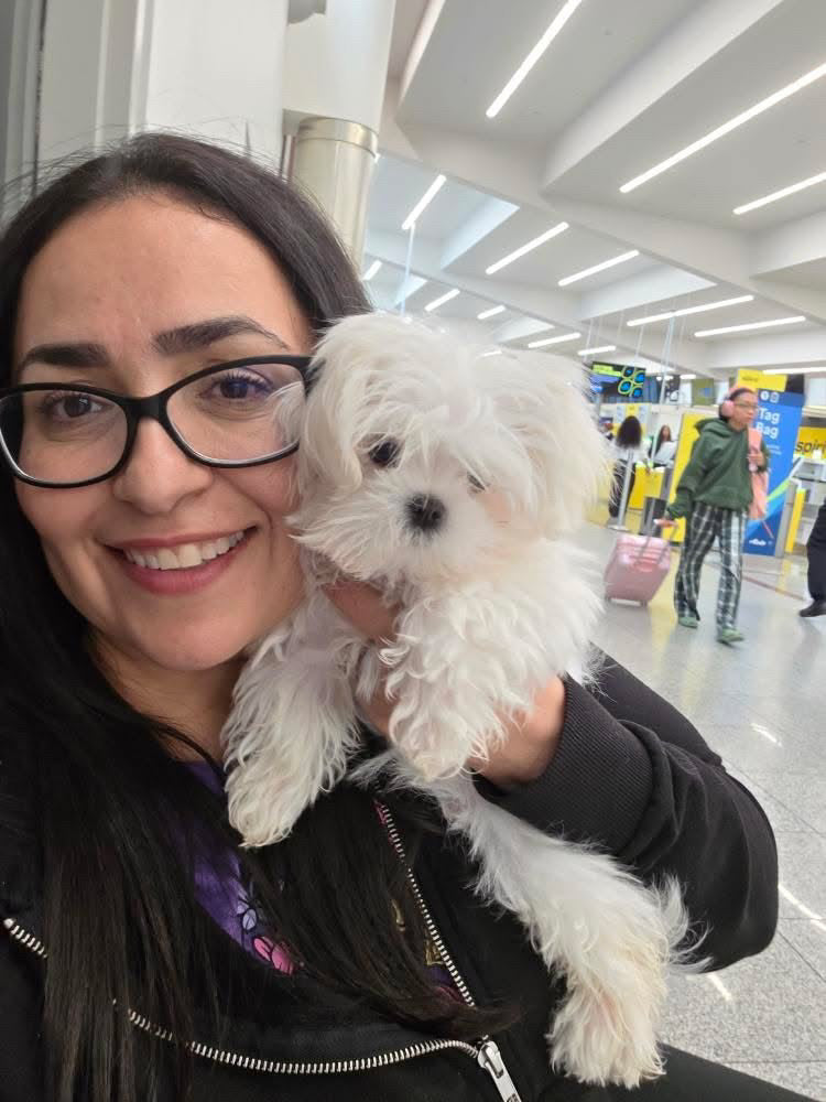 MALTESE, ALOHA TEACUP PUPPIES