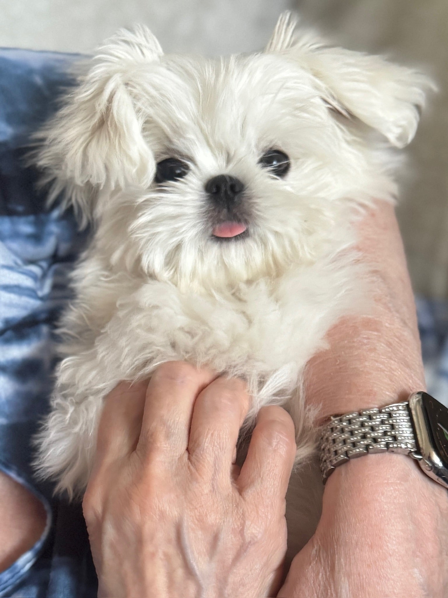 MALTESE, ALOHA TEACUP PUPPIES
