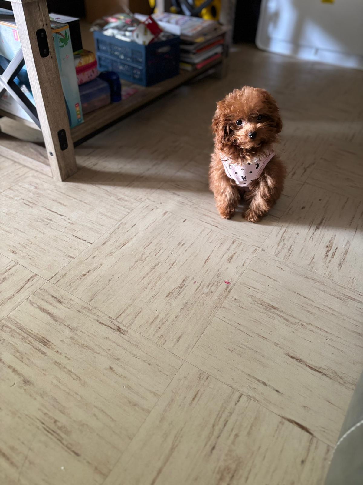 POODLE, ALOHA TEACUP PUPPIES