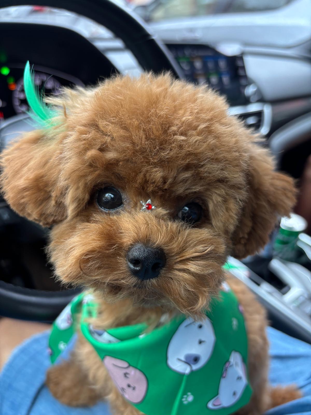 POODLE, ALOHA TEACUP PUPPIES