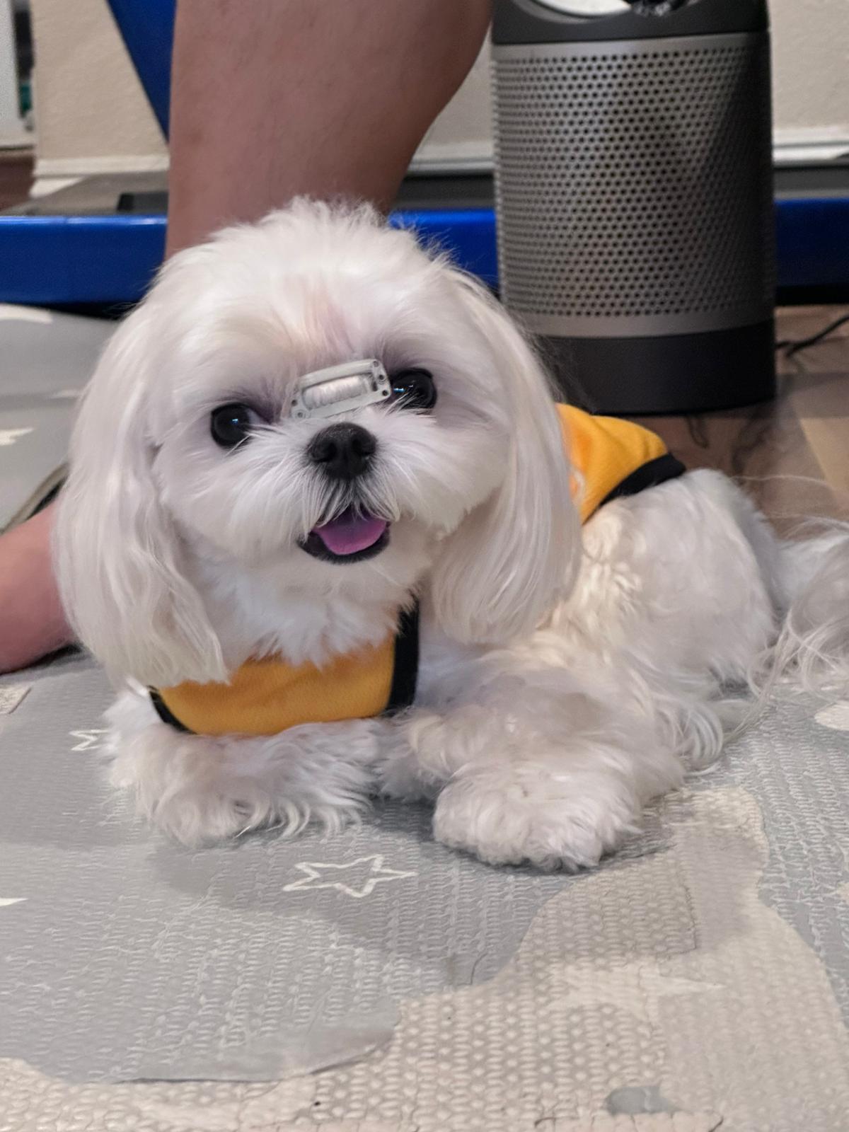 MALTESE, ALOHA TEACUP PUPPIES