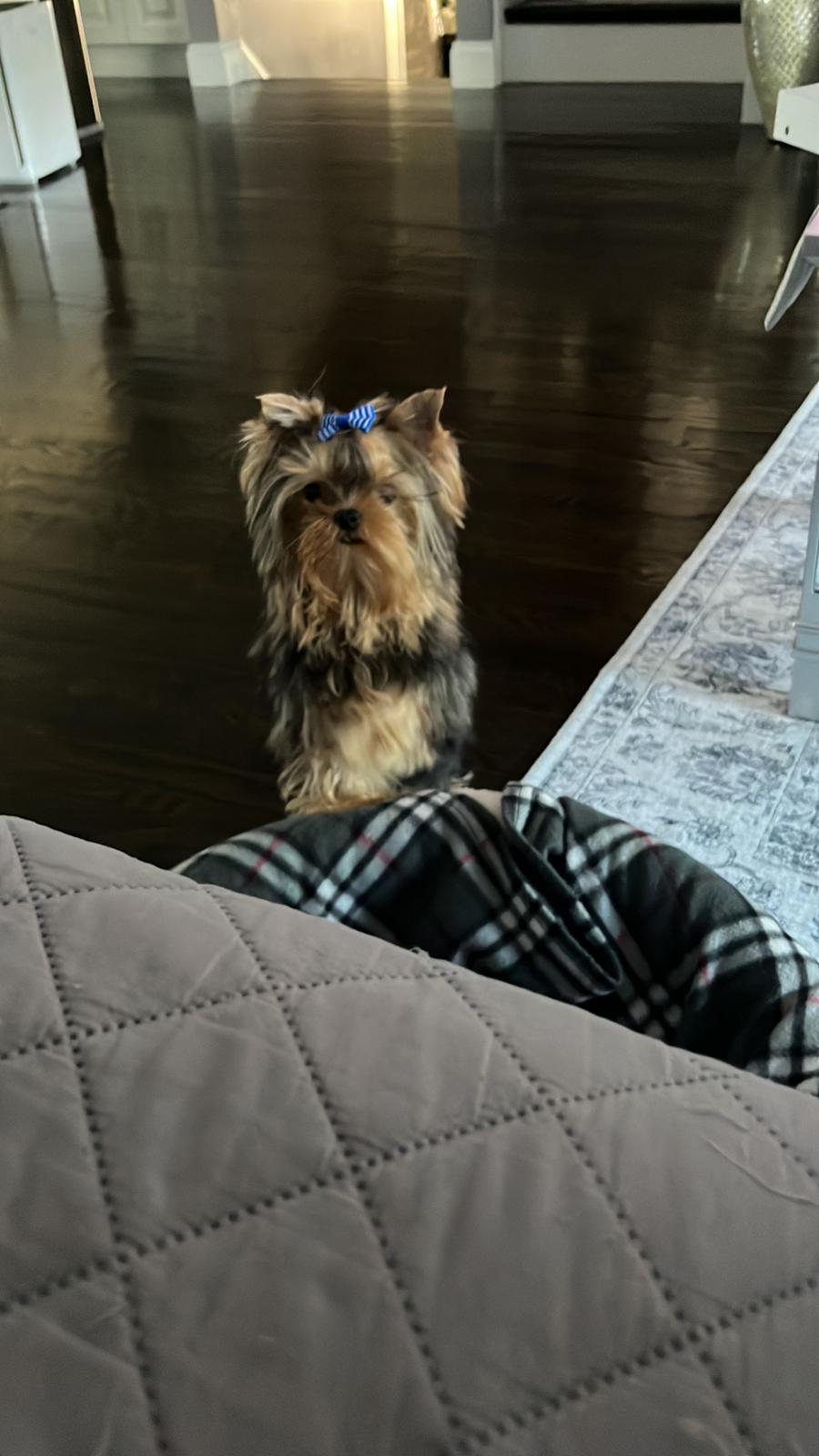 YORKIE, ALOHA TEACUP PUPPIES