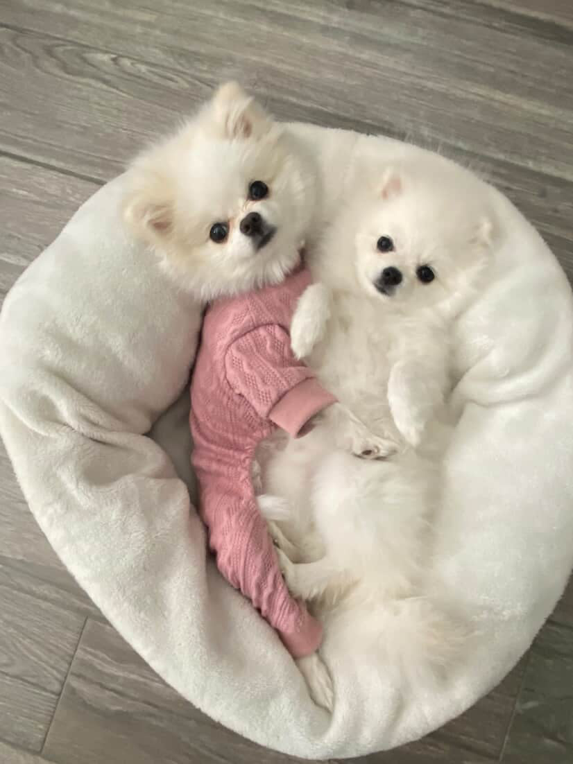 POMERANIAN, ALOHA TEACUP PUPPIES