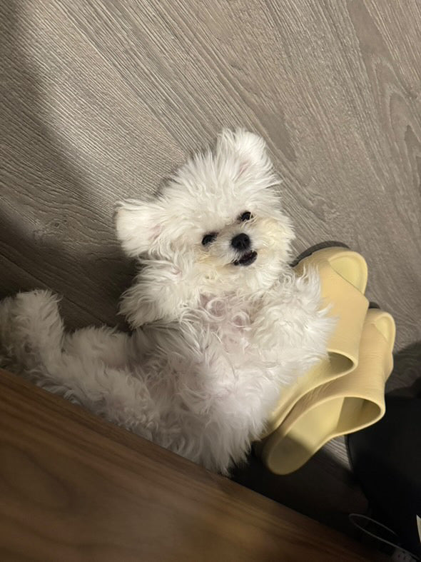 BICHON, ALOHA TEACUP PUPPIES