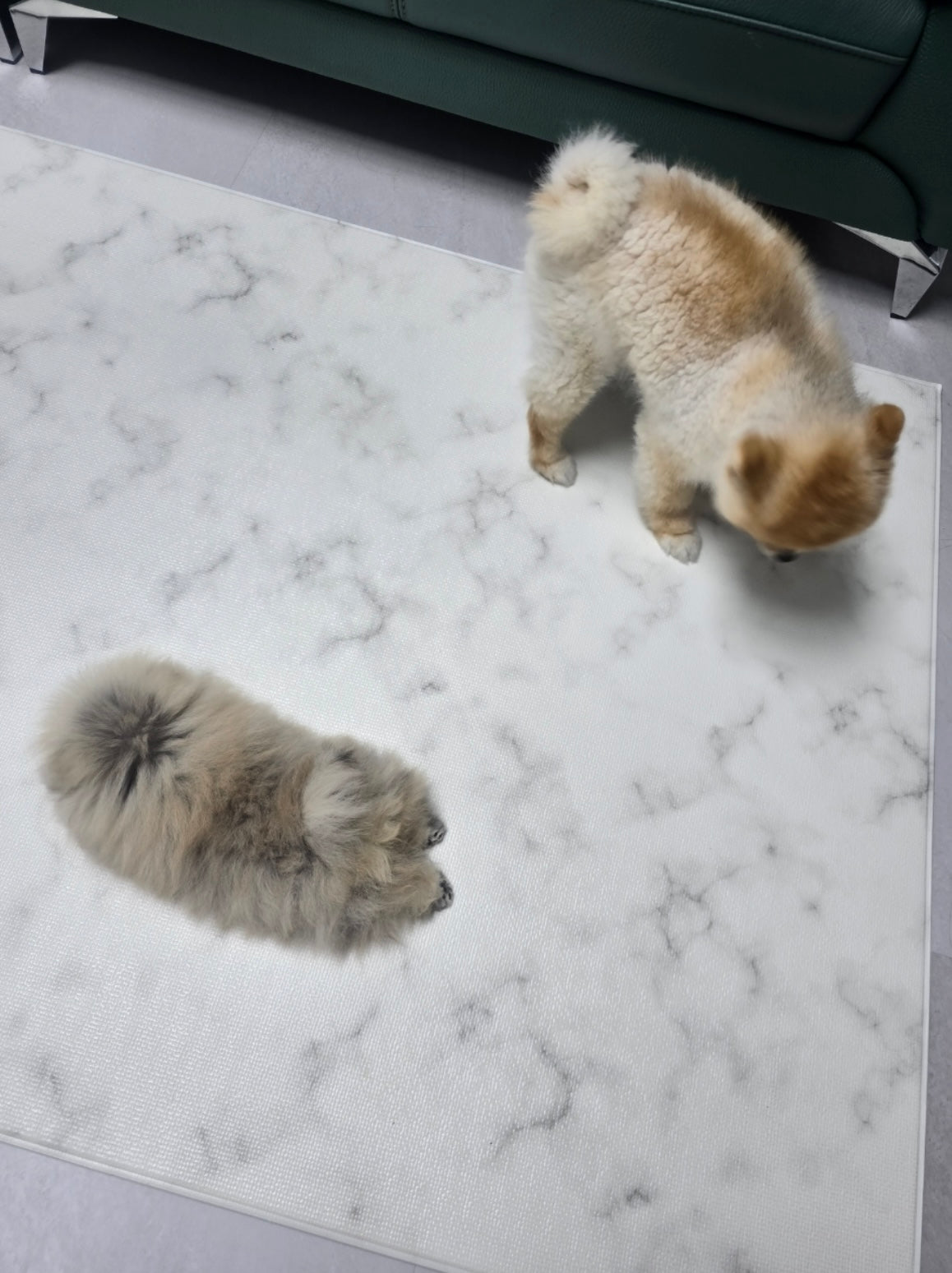 POMERANIAN, ALOHA TEACUP PUPPIES