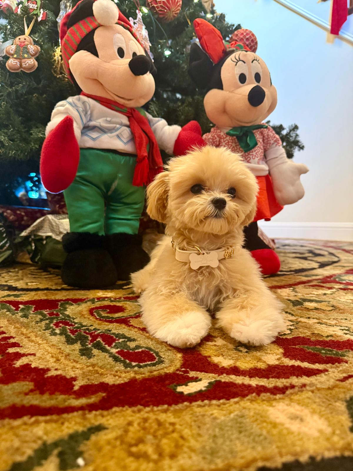 MALTIPOO, ALOHA TEACUP PUPPIES
