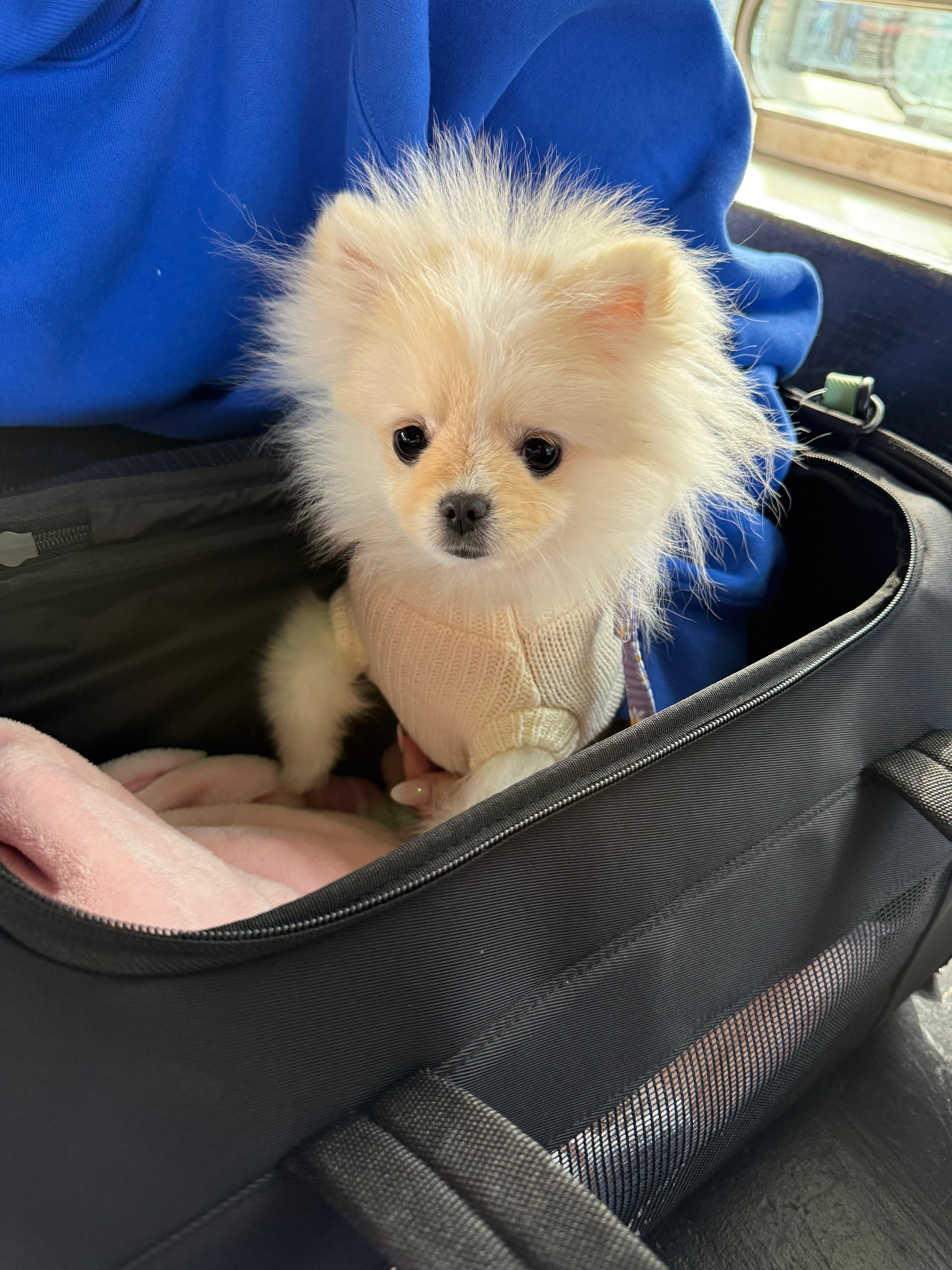POMERANIAN, ALOHA TEACUP PUPPIES