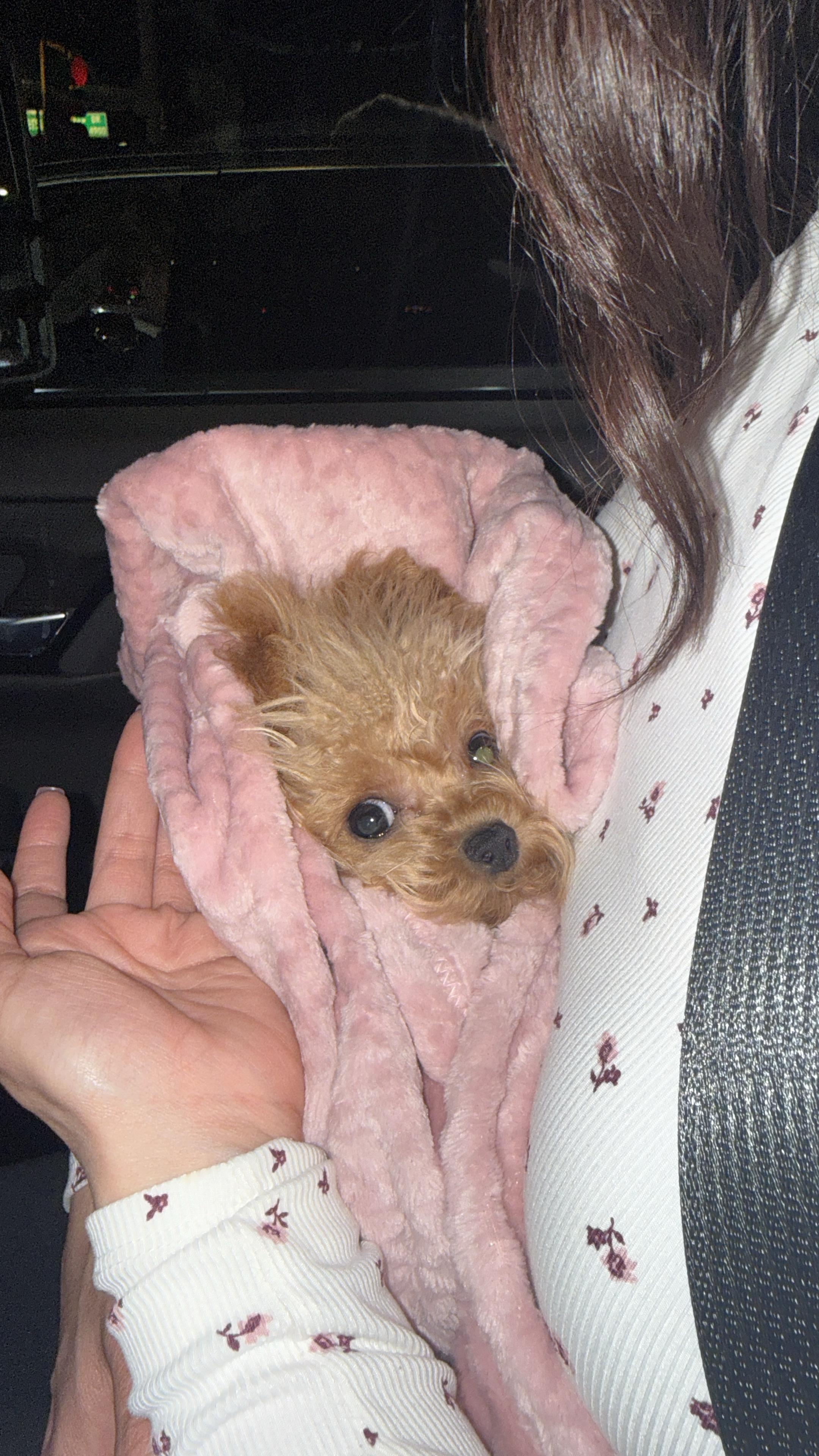 POODLE, ALOHA TEACUP PUPPIES