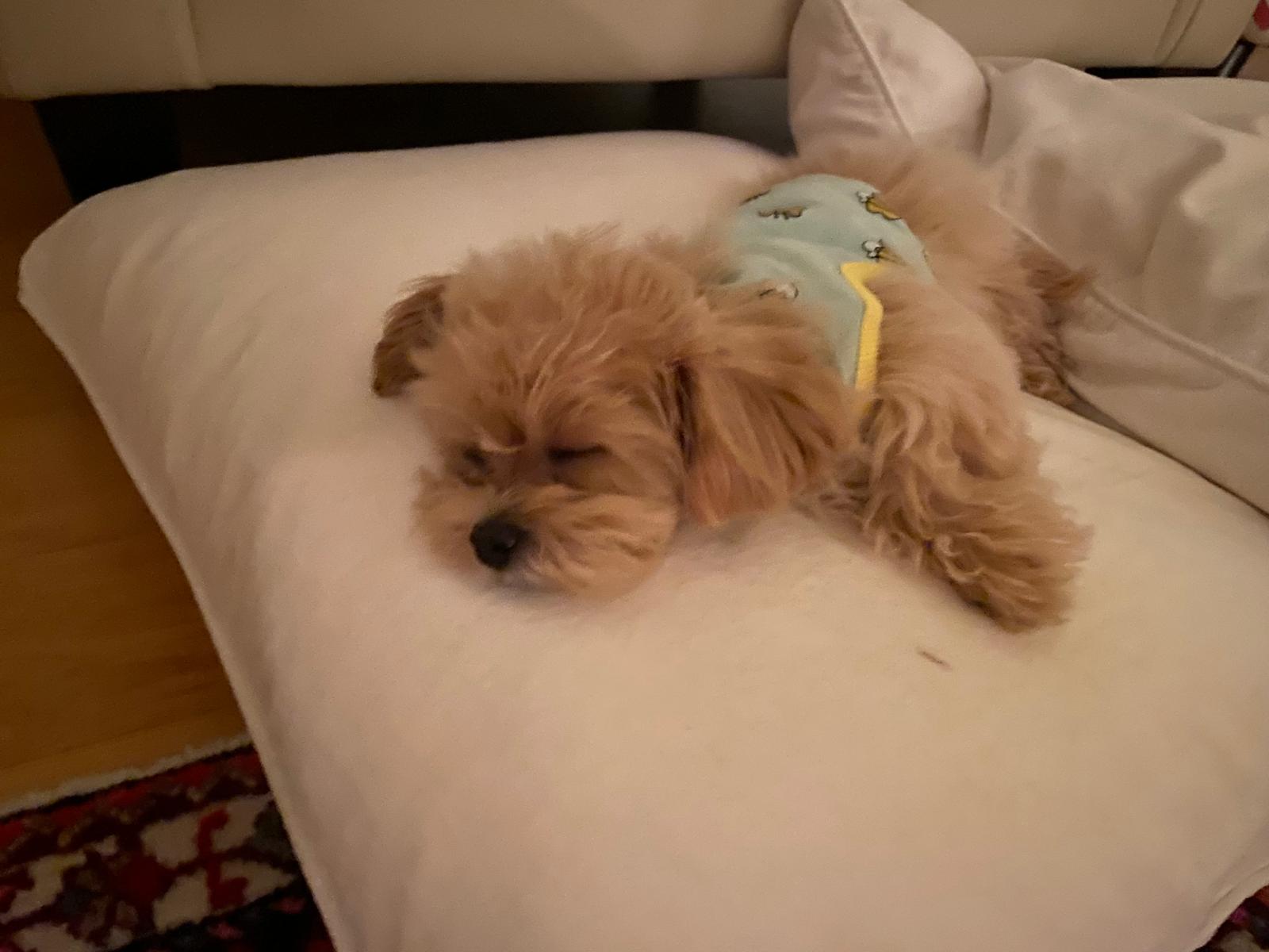 MALTIPOO, ALOHA TEACUP PUPPIES