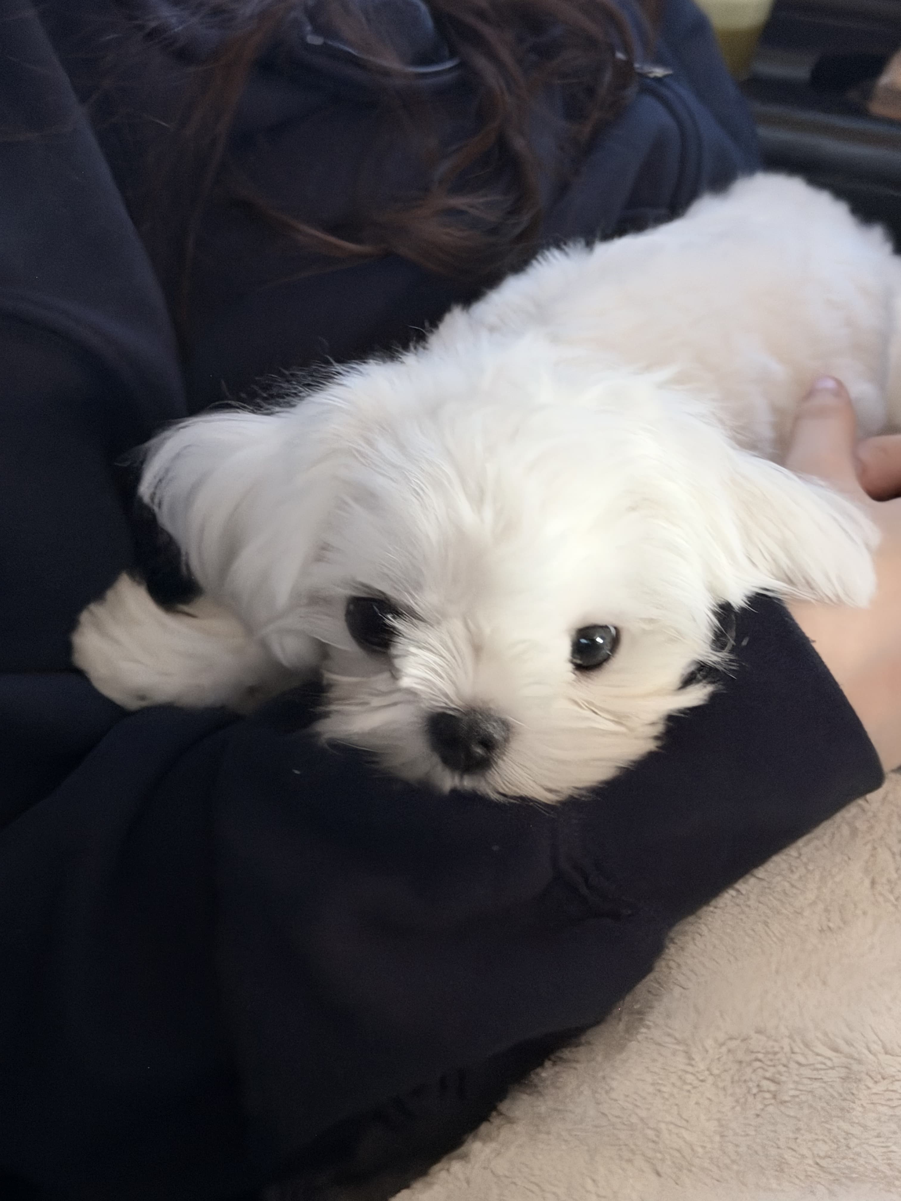 MALTESE, ALOHA TEACUP PUPPIES