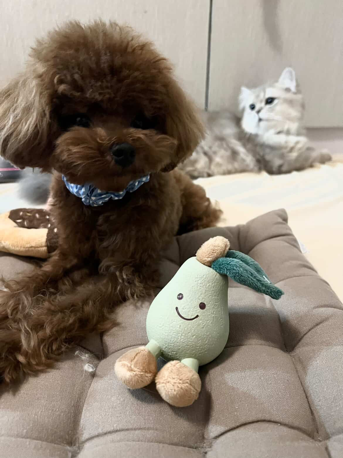 MALTIPOO, ALOHA TEACUP PUPPIES