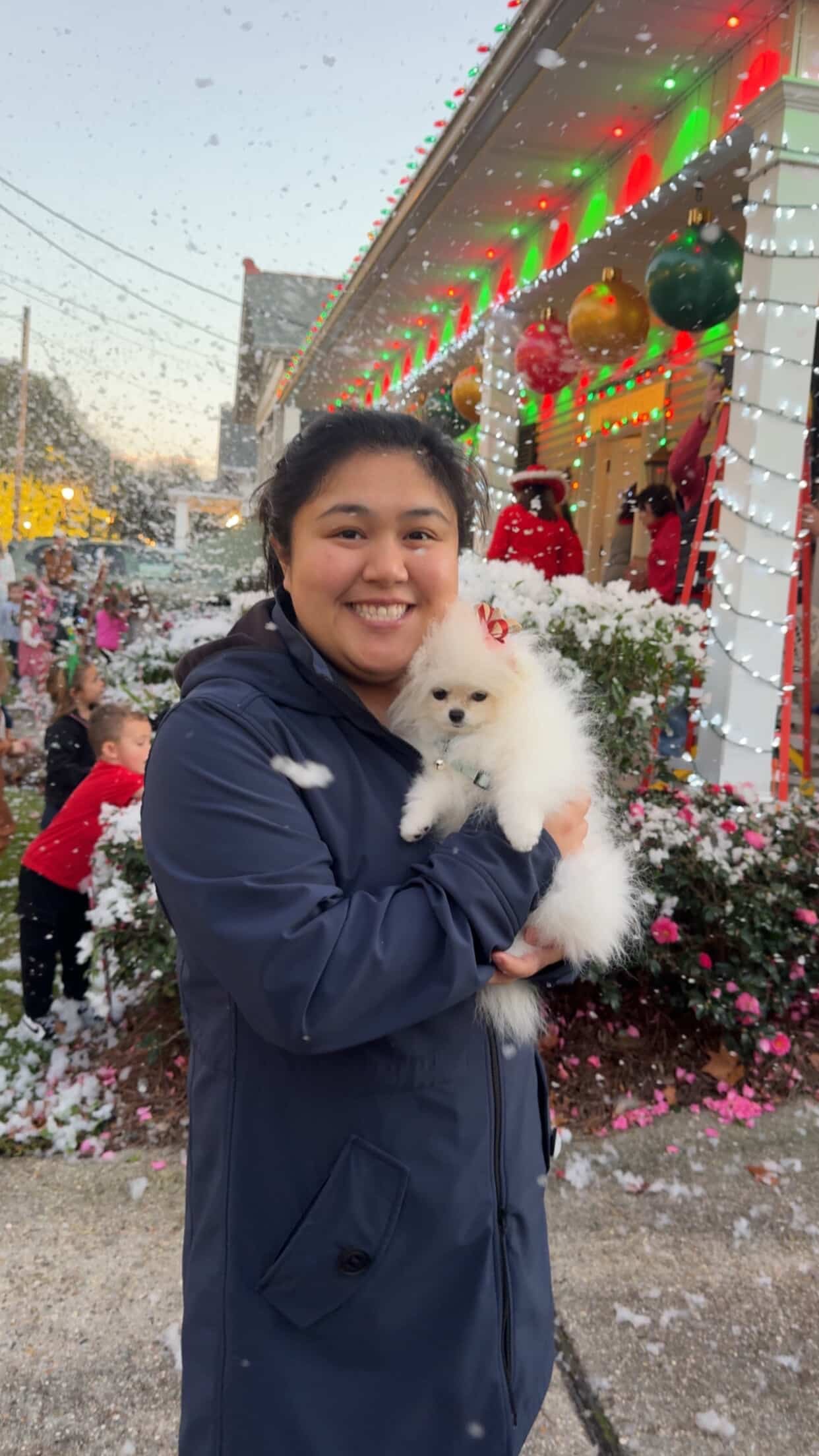 POMERANIAN, ALOHA TEACUP PUPPIES