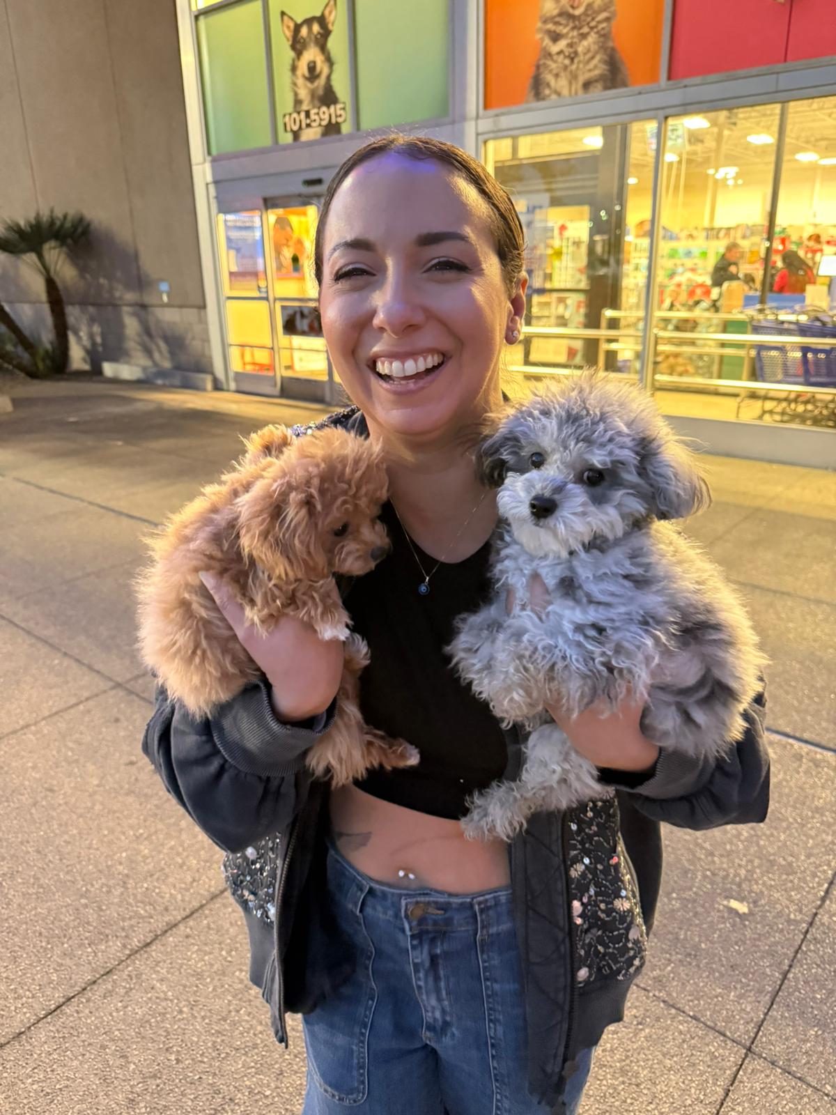 POODLE, ALOHA TEACUP PUPPIES