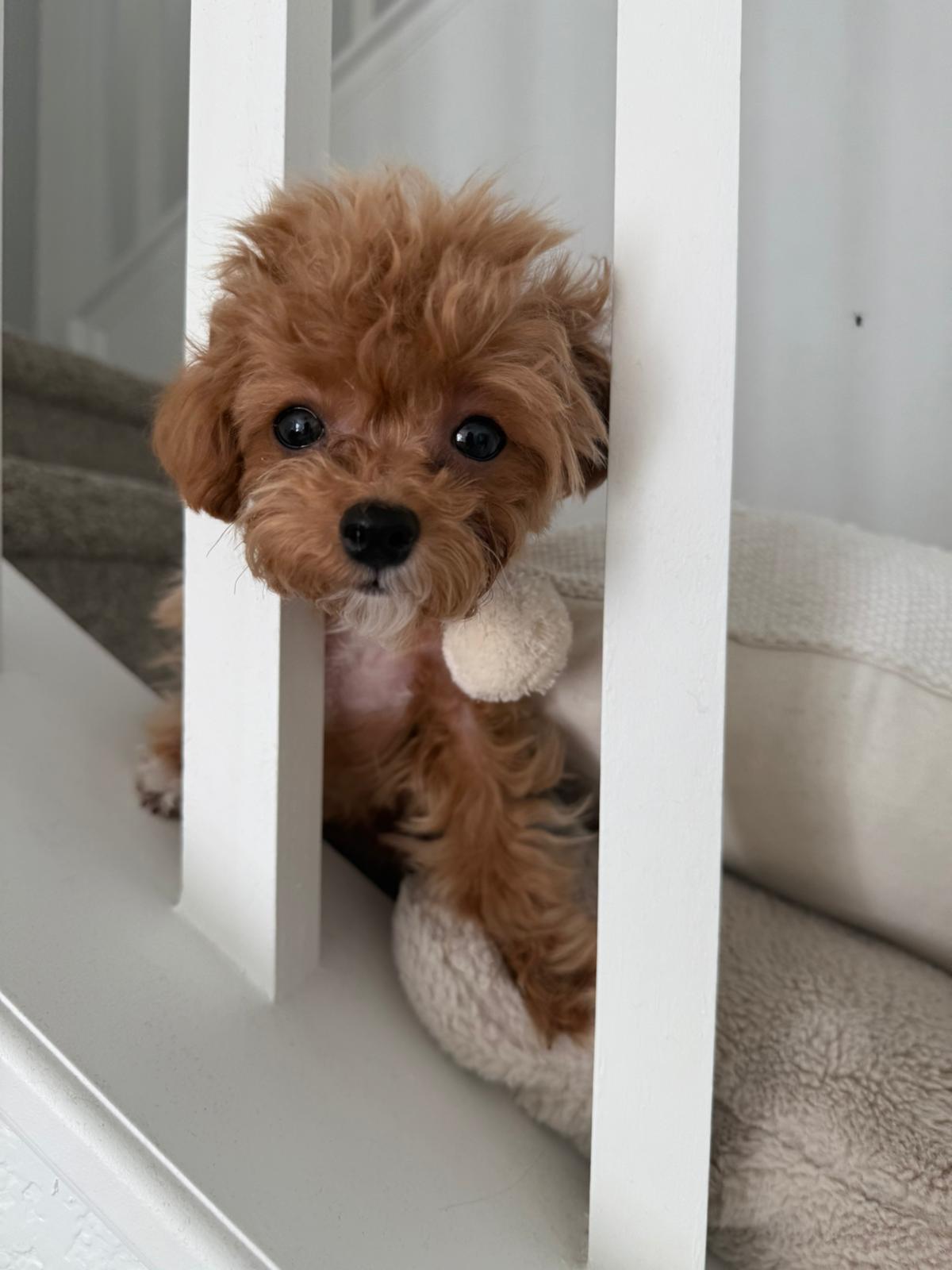 POODLE, ALOHA TEACUP PUPPIES