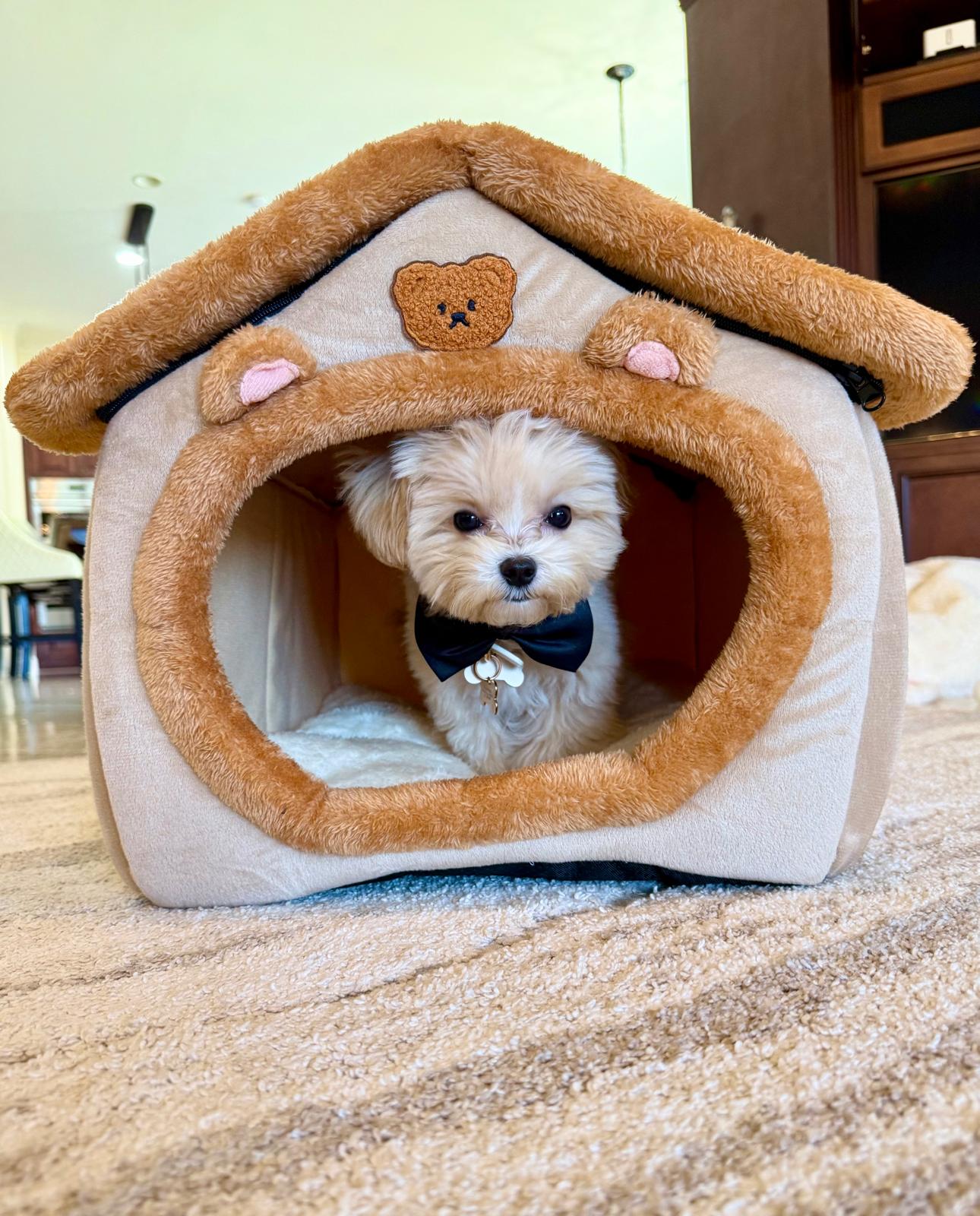 MALTIPOO, ALOHA TEACUP PUPPIES