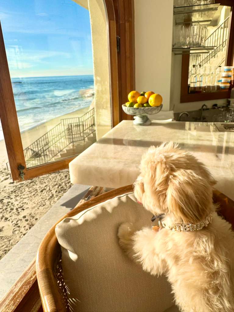 MALTIPOO, ALOHA TEACUP PUPPIES